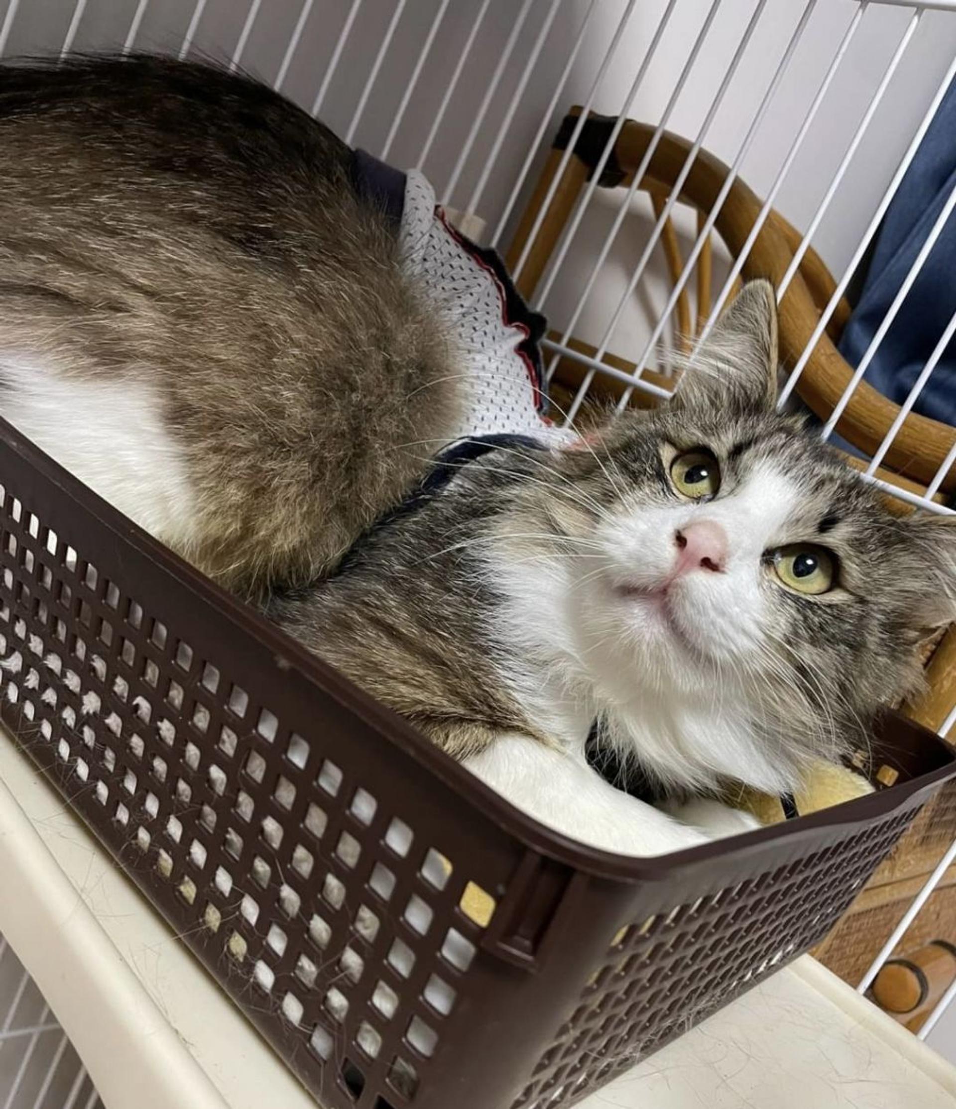 pet-image-3
