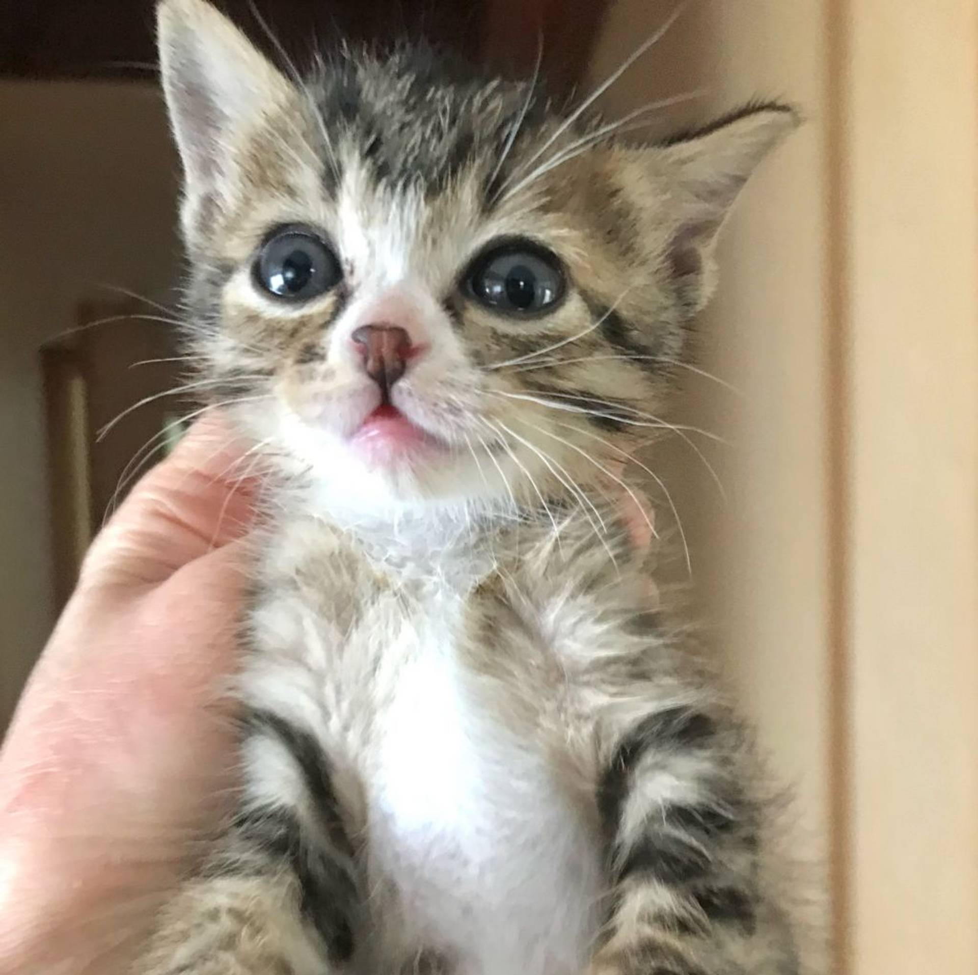 雑種（ミックス猫）・メスの里親募集の写真