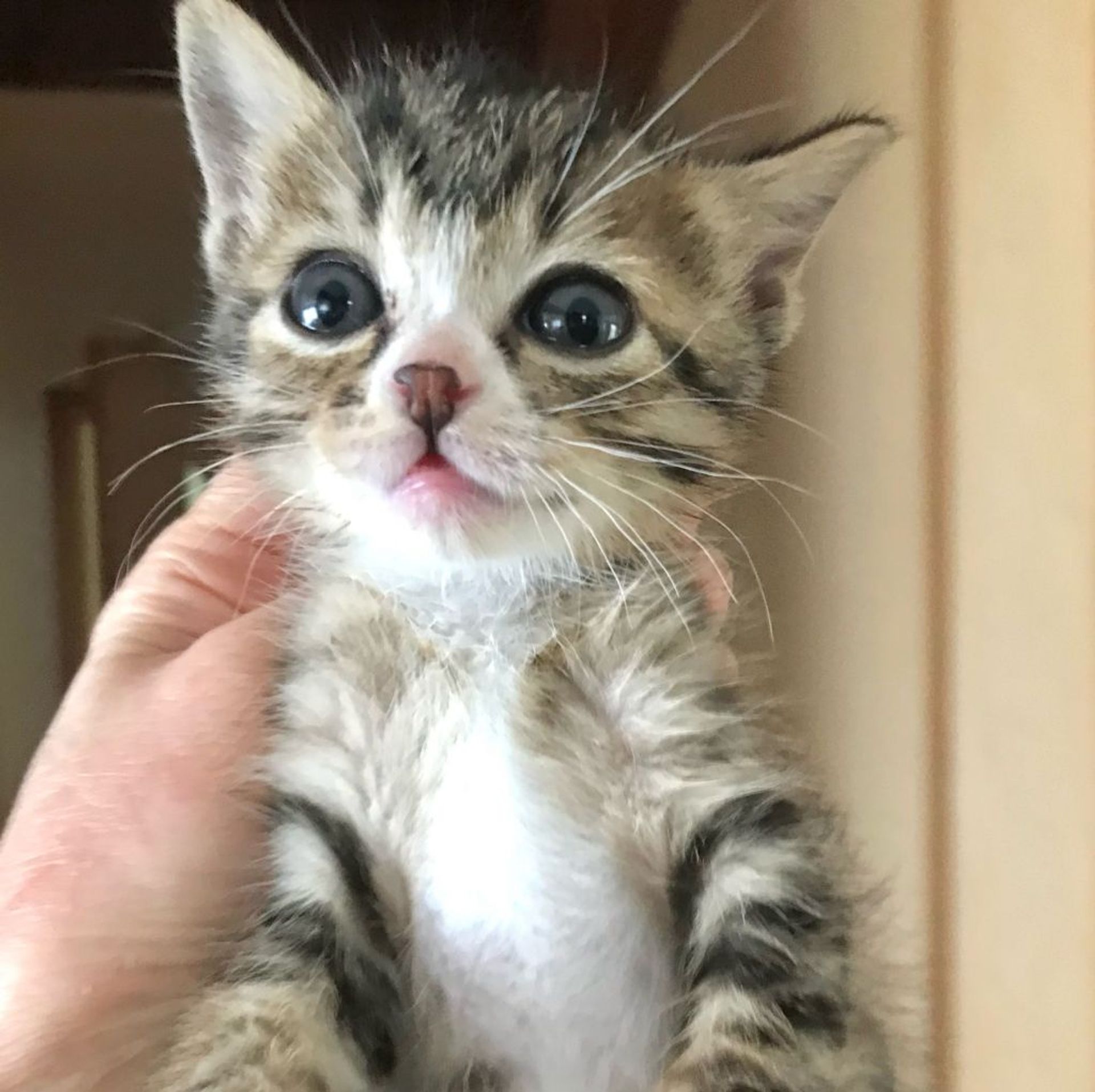 雑種（ミックス猫）・メスの里親募集の写真