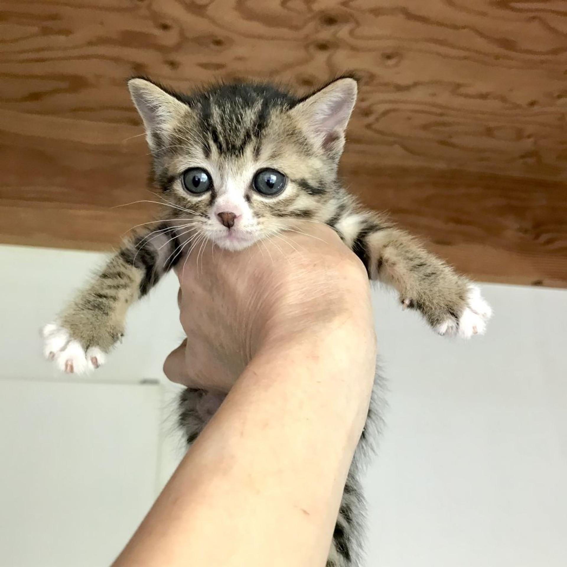 pet-image-2
