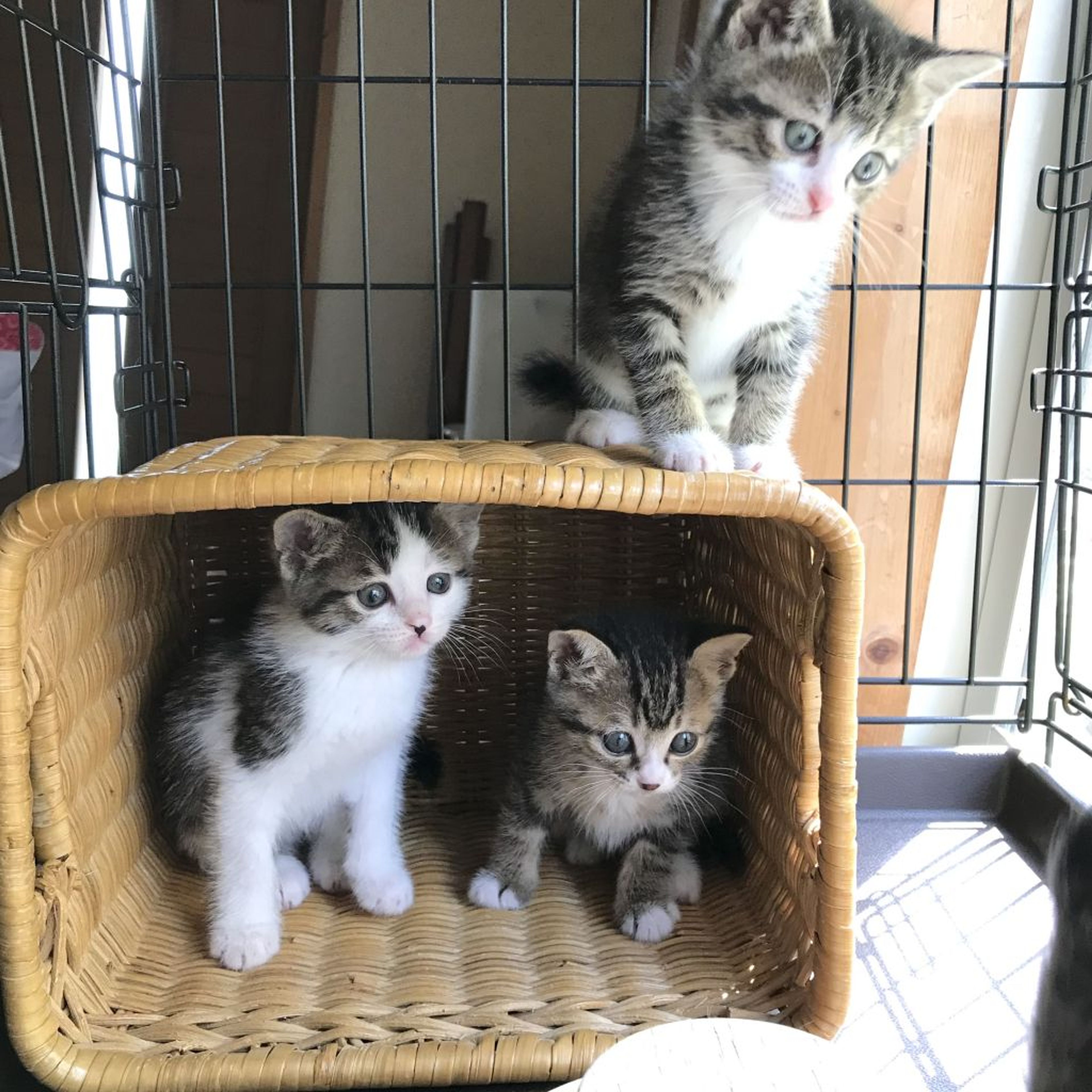 pet-image-4