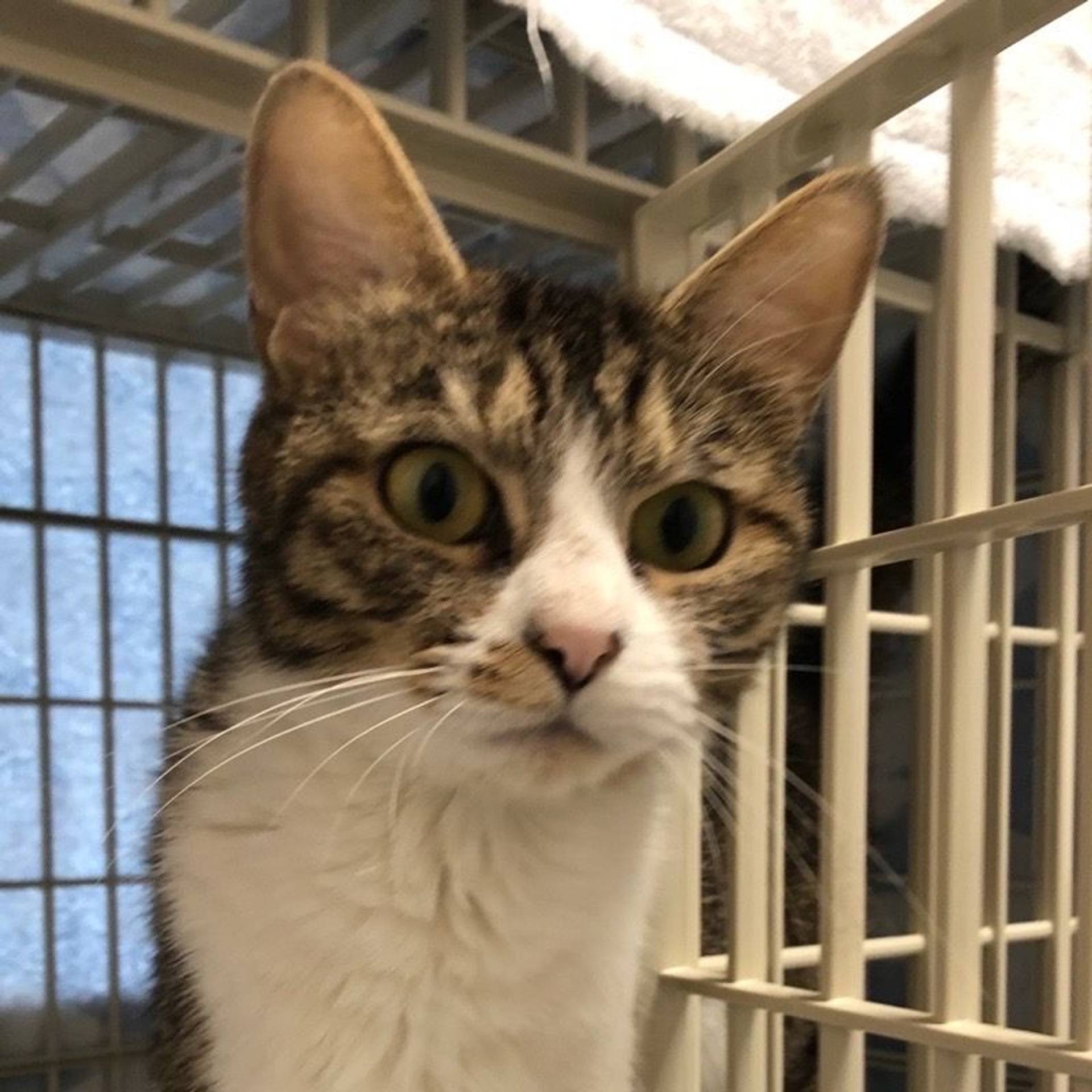 雑種（ミックス猫）・メスの里親募集の写真