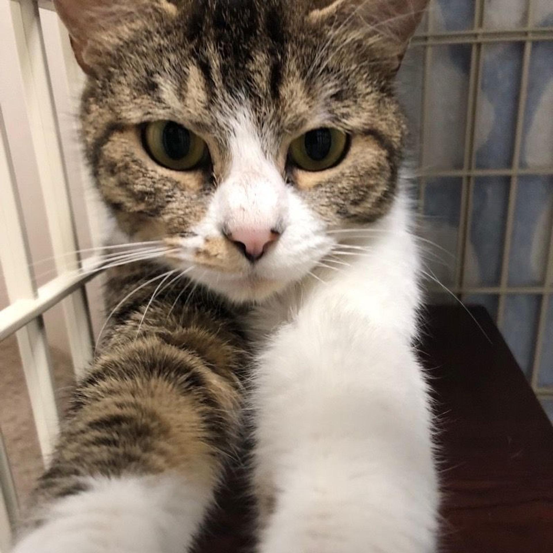 pet-image-2