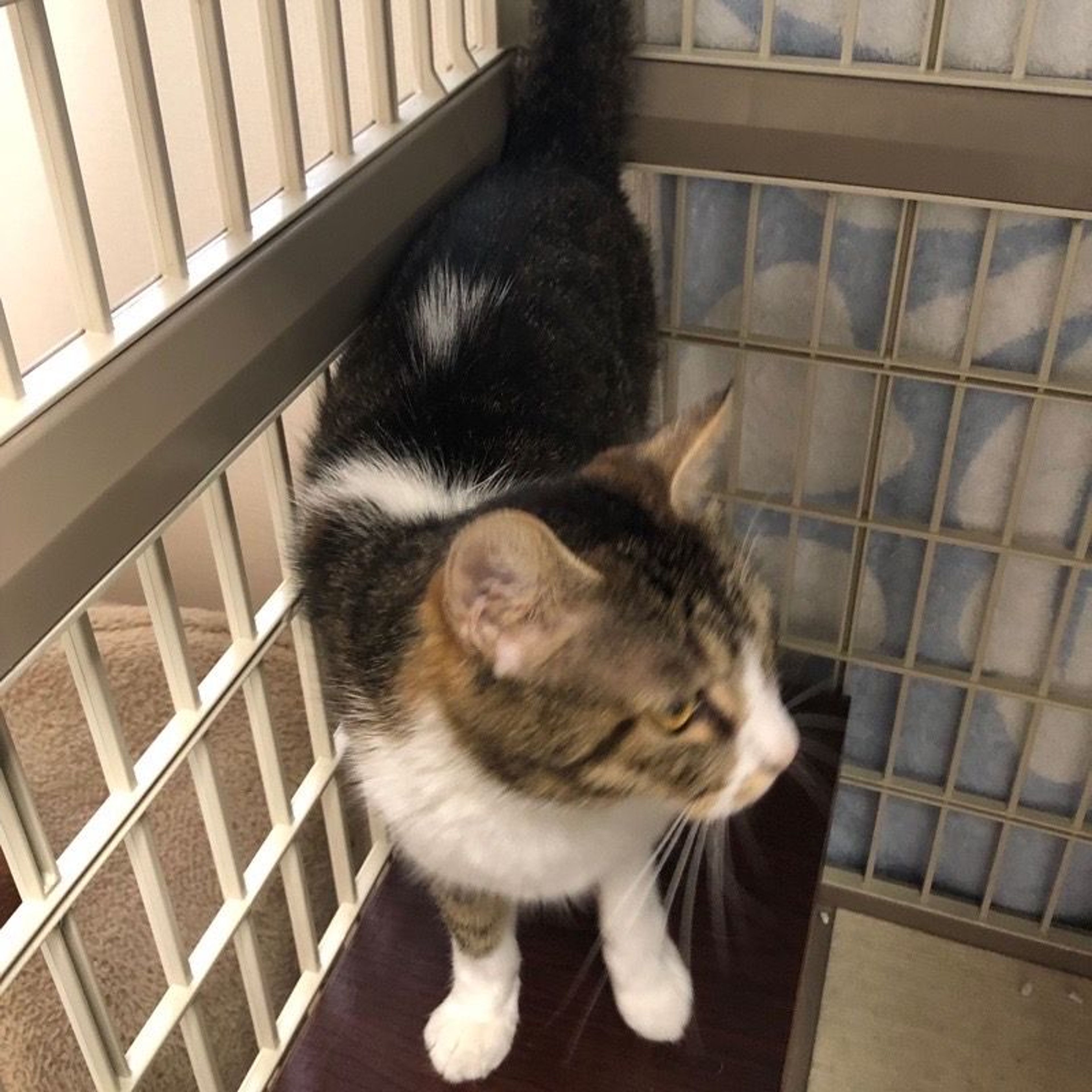 ママネコ様　まとめ4点 ママネコ様 まとめ4点 ママネコ様 まとめ4点