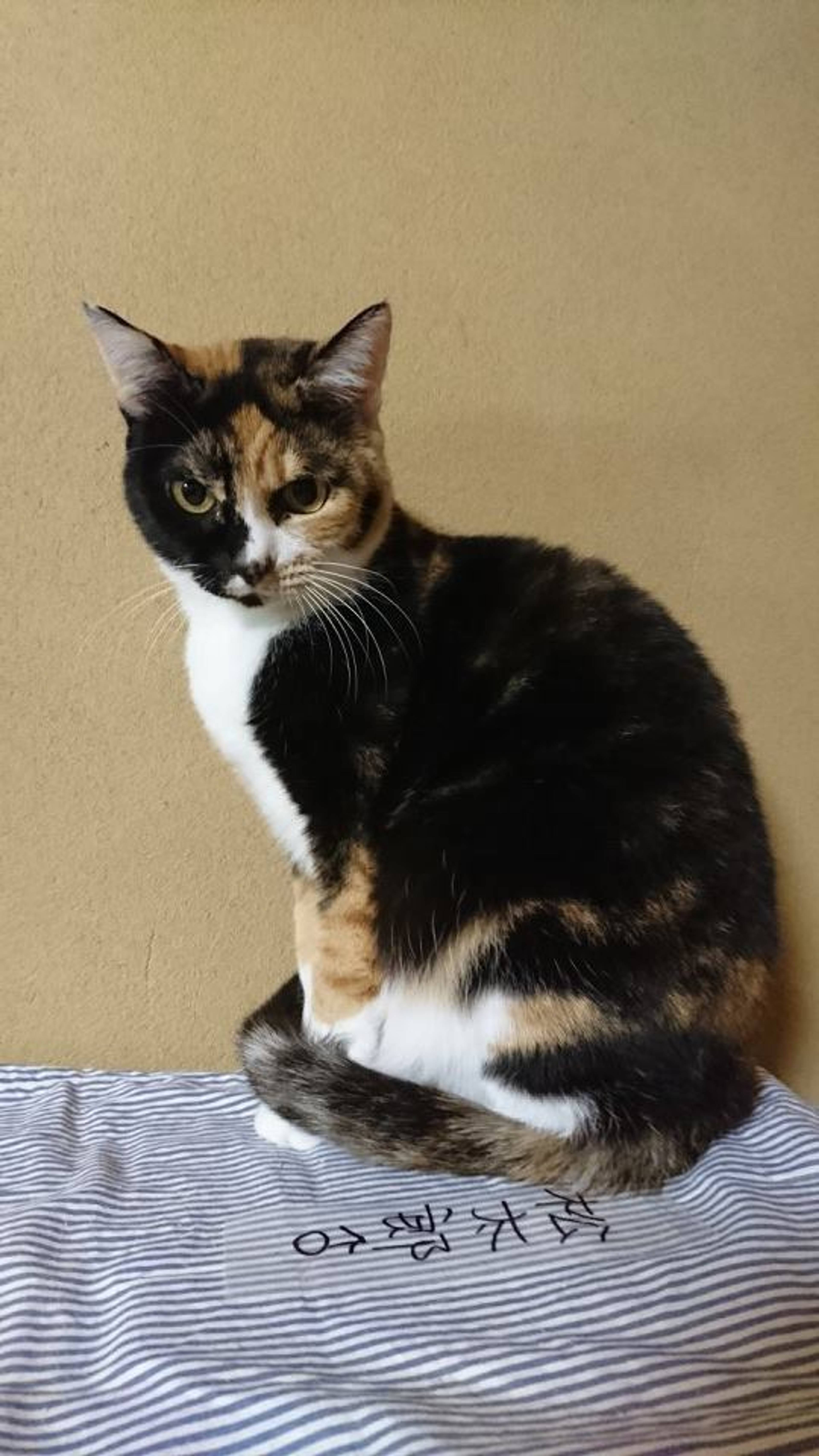 雑種（ミックス猫）・メスの里親募集の写真