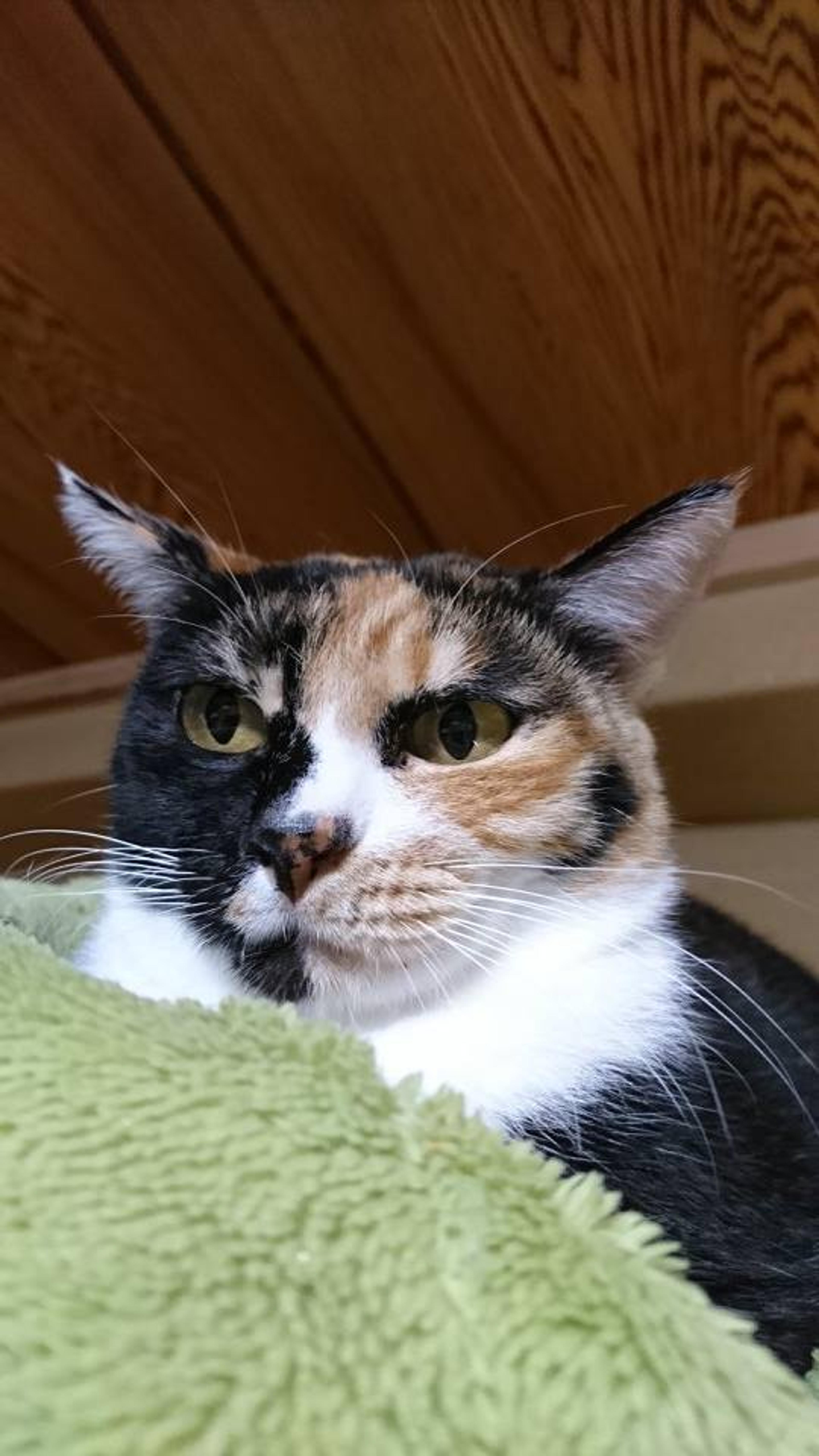 pet-image-2