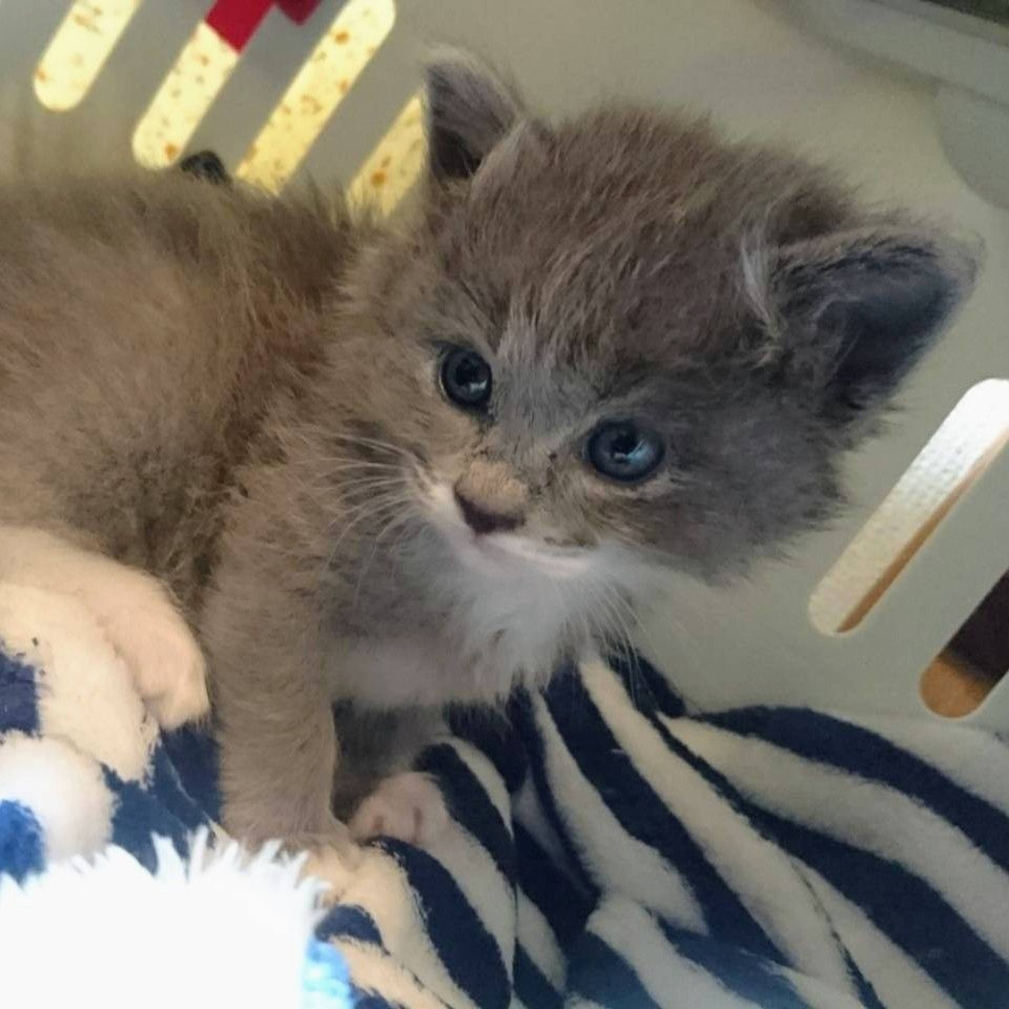 雑種（ミックス猫）・メスの里親募集の写真