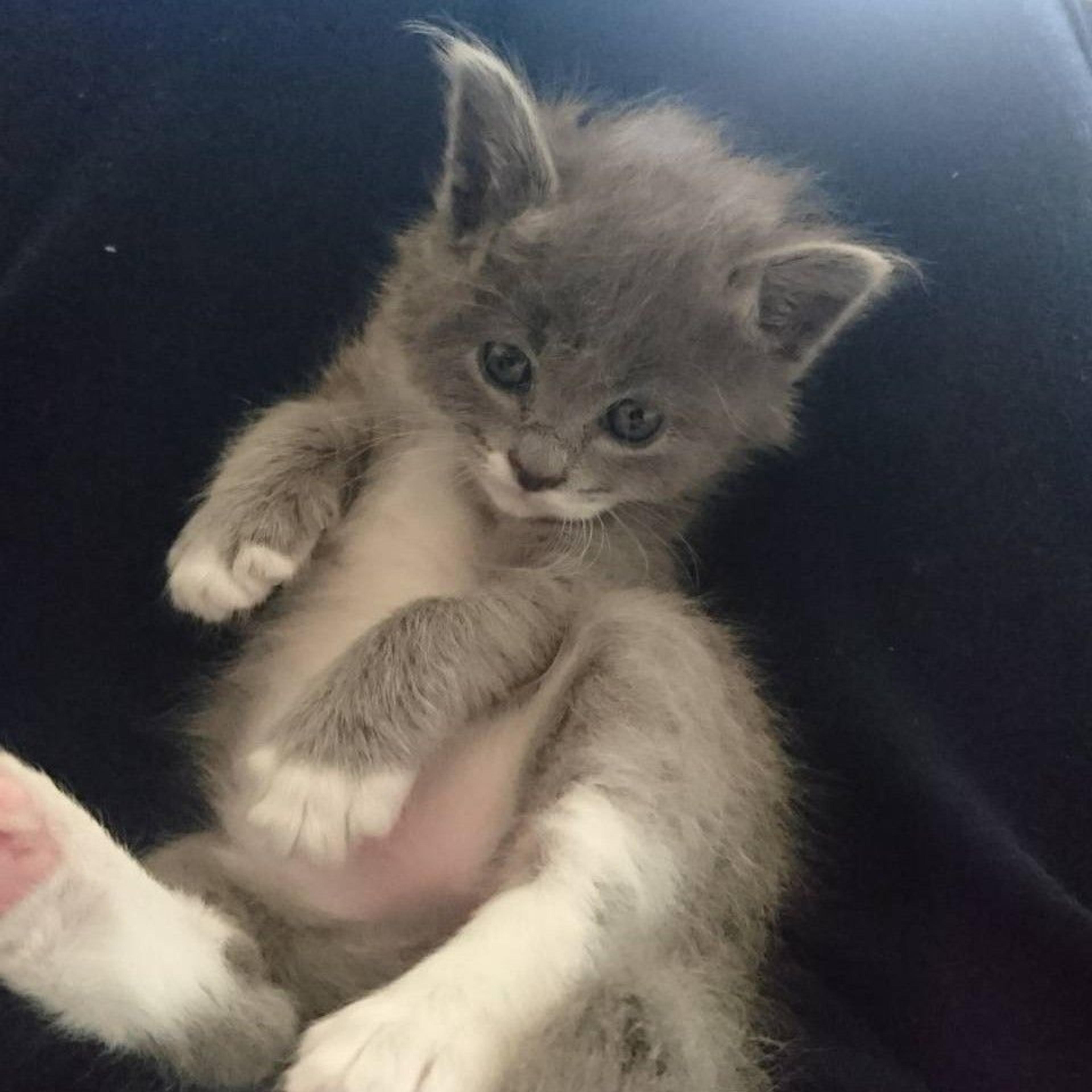 pet-image-2