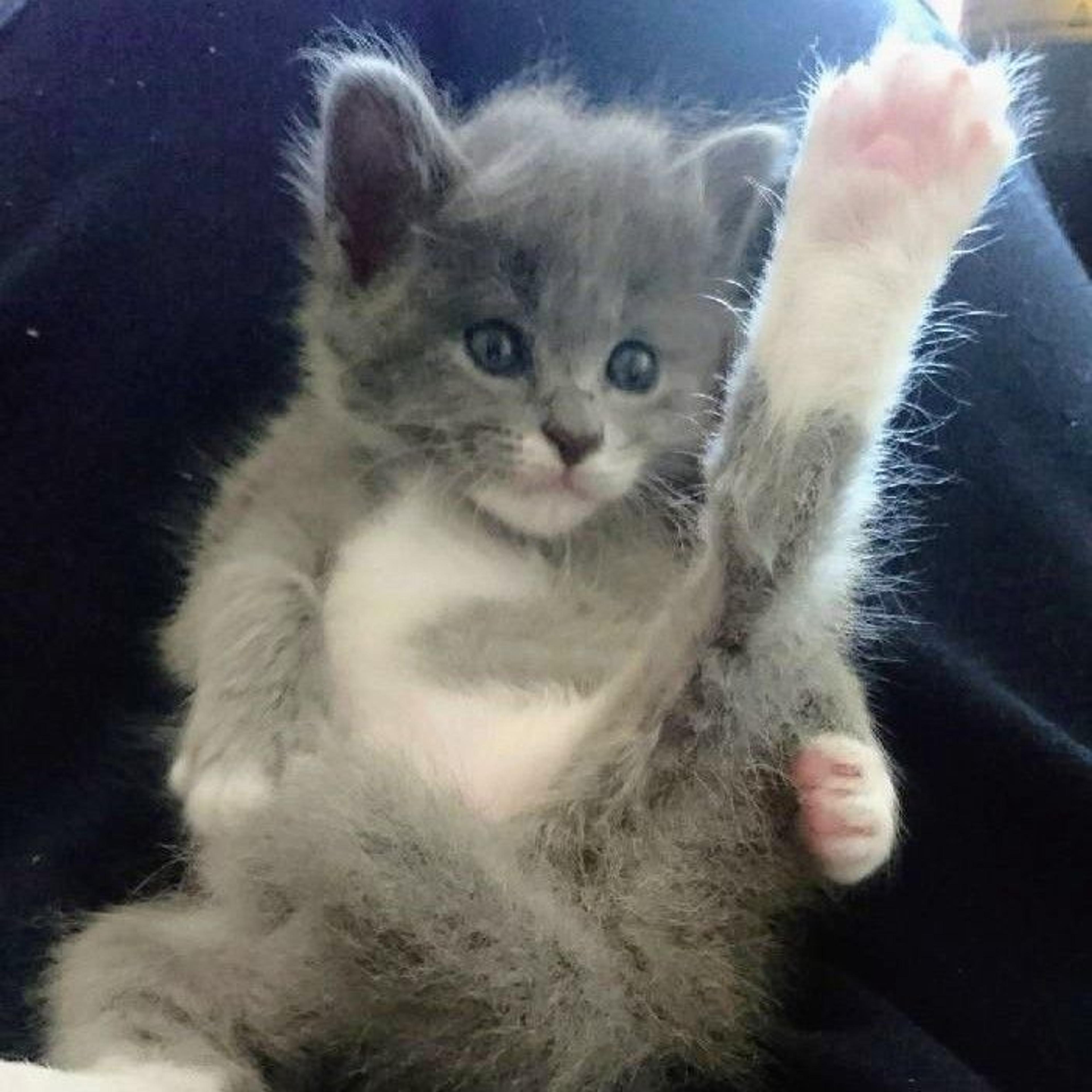 pet-image-3