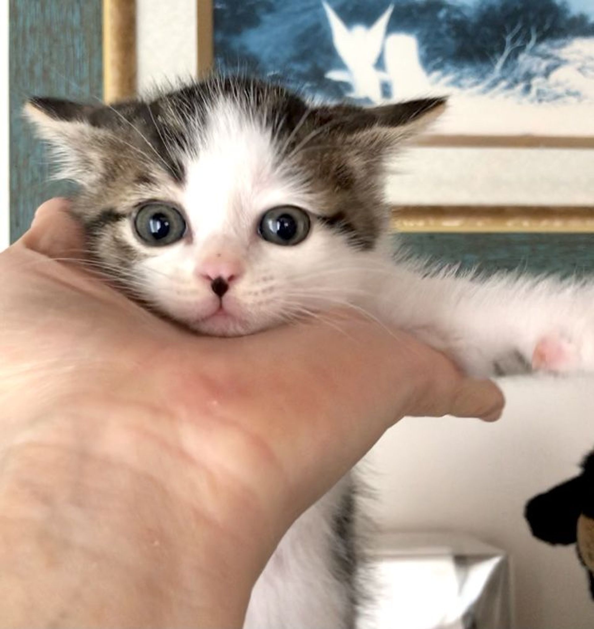 雑種（ミックス猫）・オスの里親募集の写真