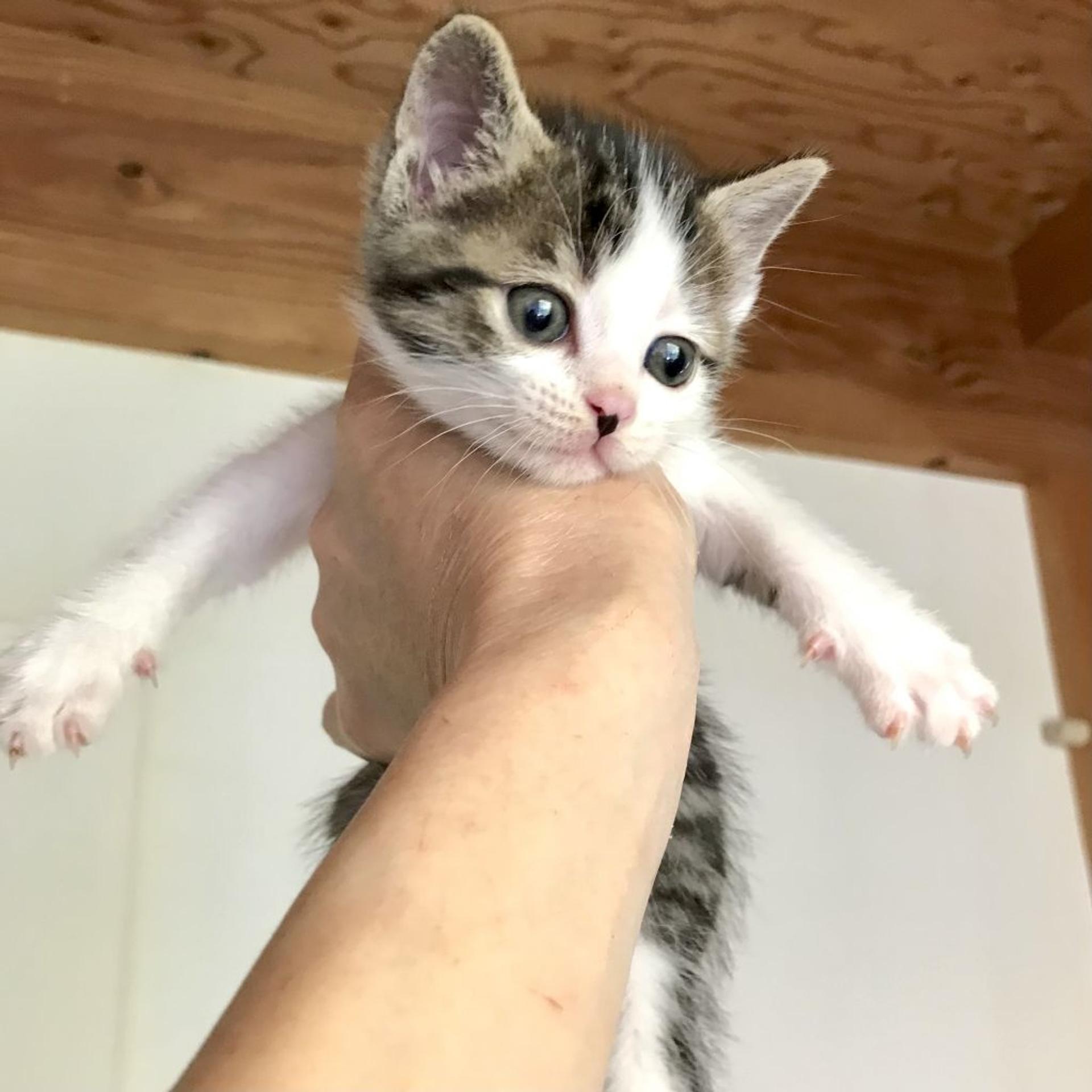 pet-image-4