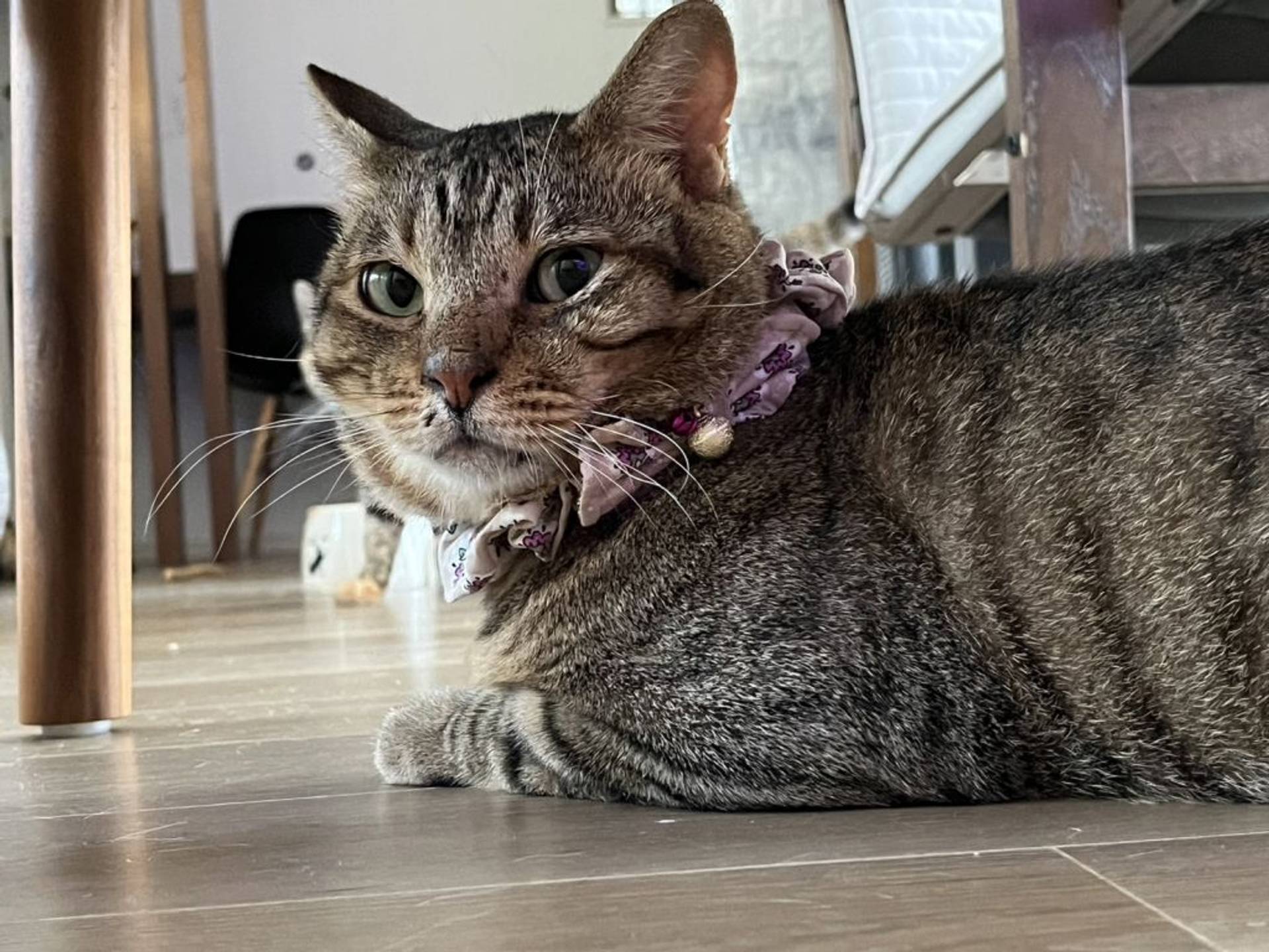 雑種（ミックス猫）・オスの里親募集の写真