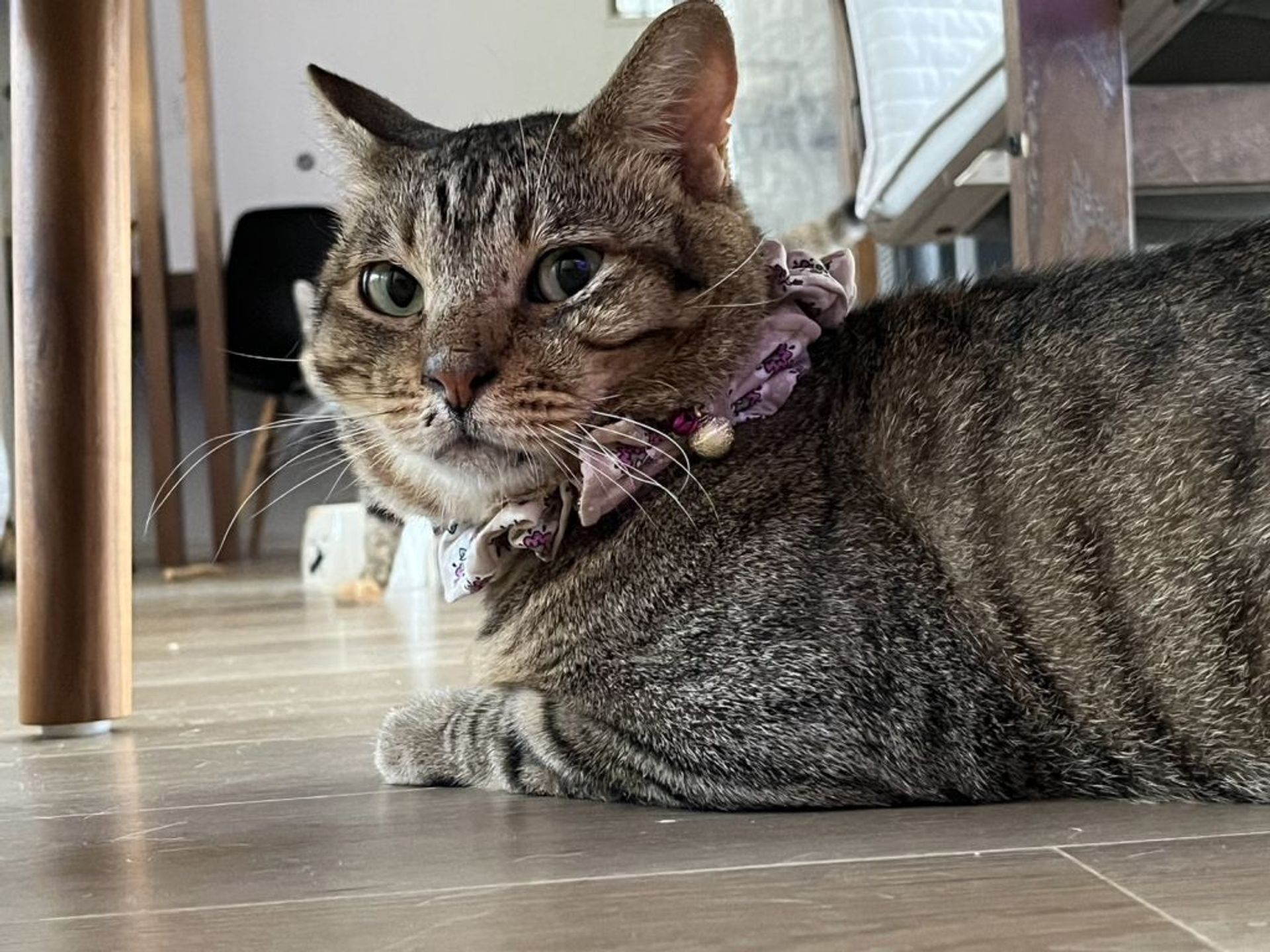 雑種（ミックス猫）・オスの里親募集の写真