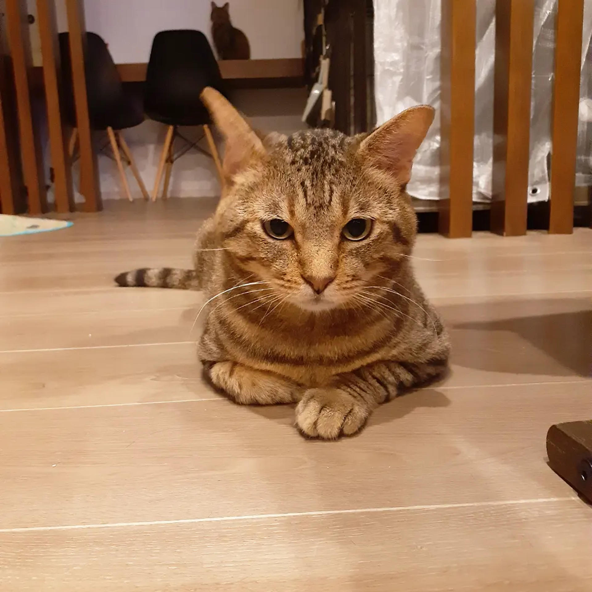 pet-image-2