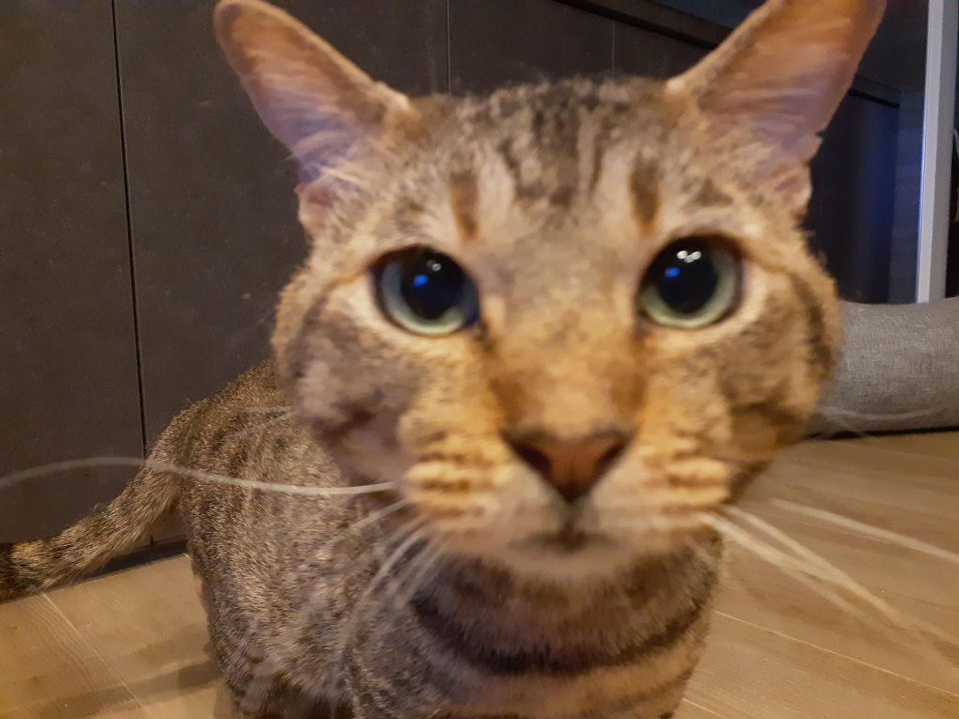 pet-image-3