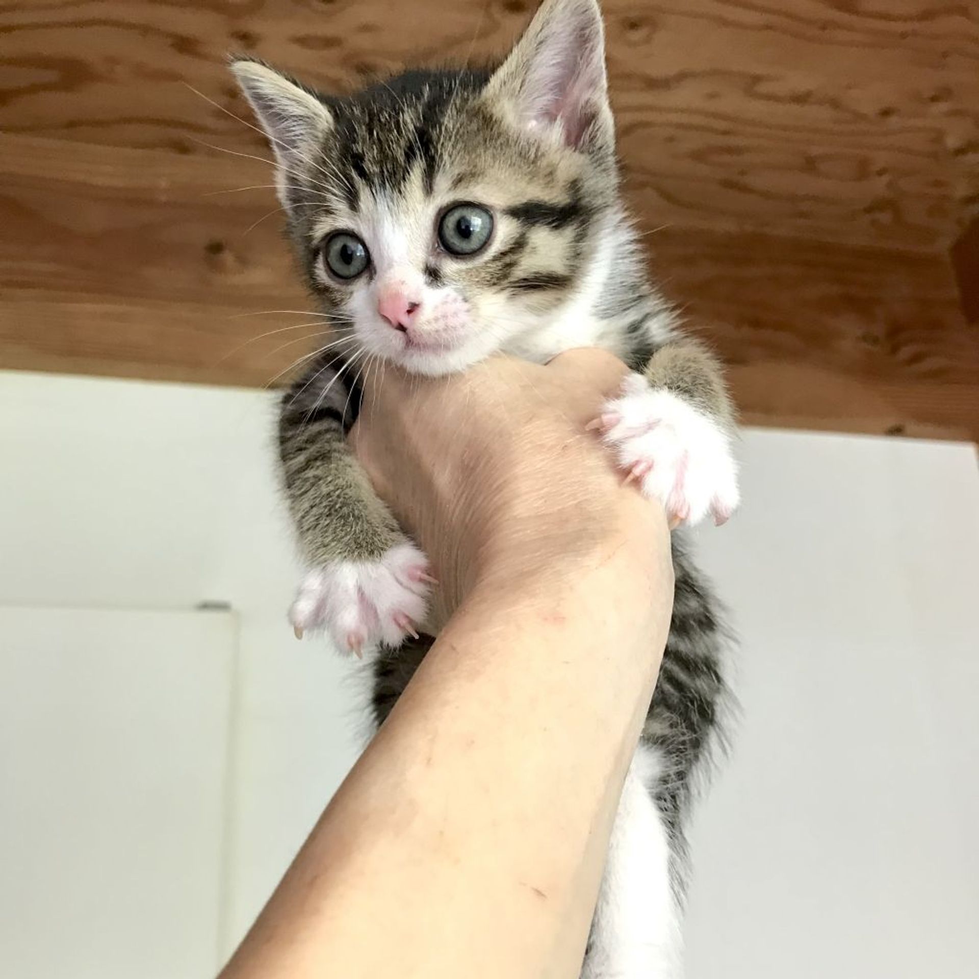 雑種（ミックス猫）・オスの里親募集の写真