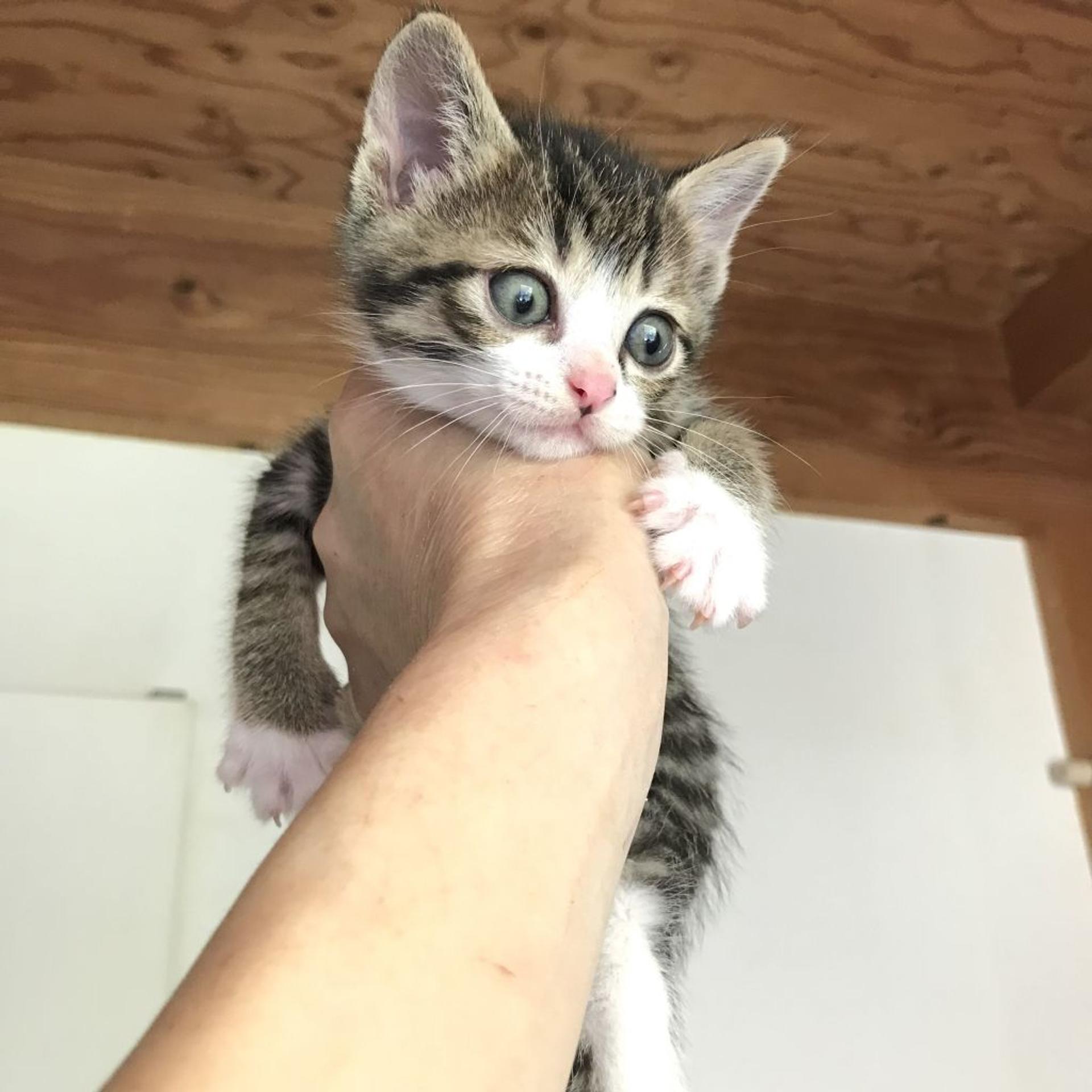 pet-image-2