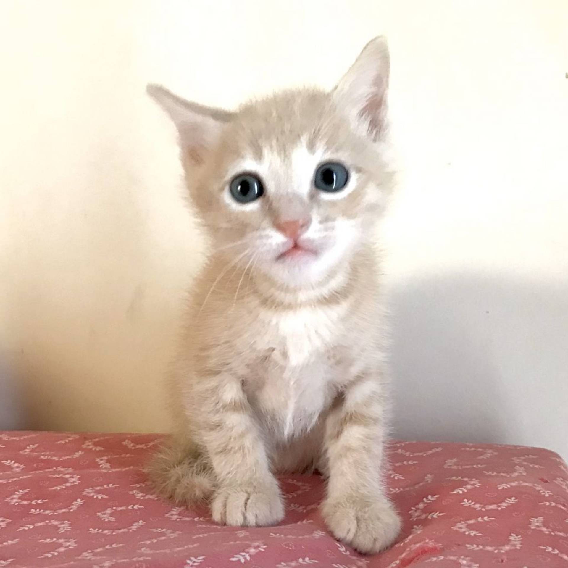雑種（ミックス猫）・オスの里親募集の写真