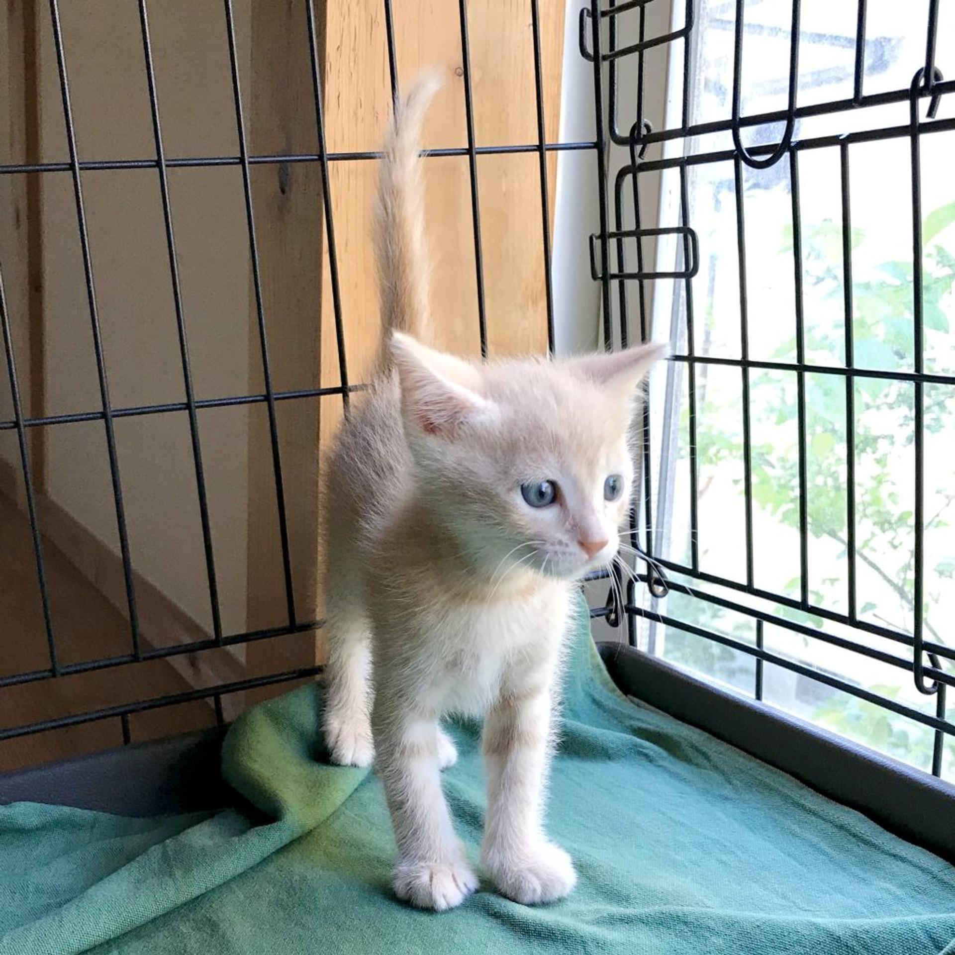 pet-image-7