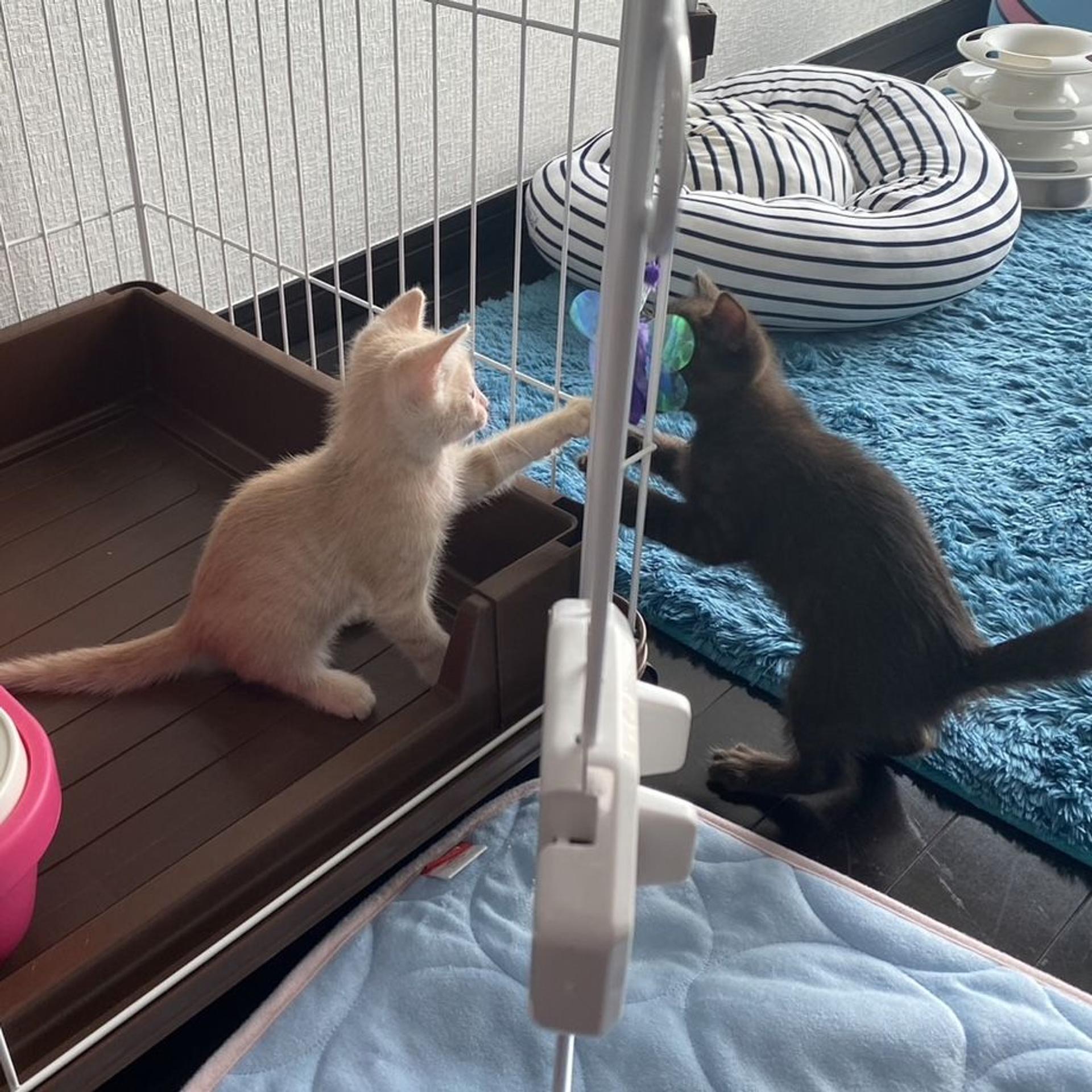 pet-image-8