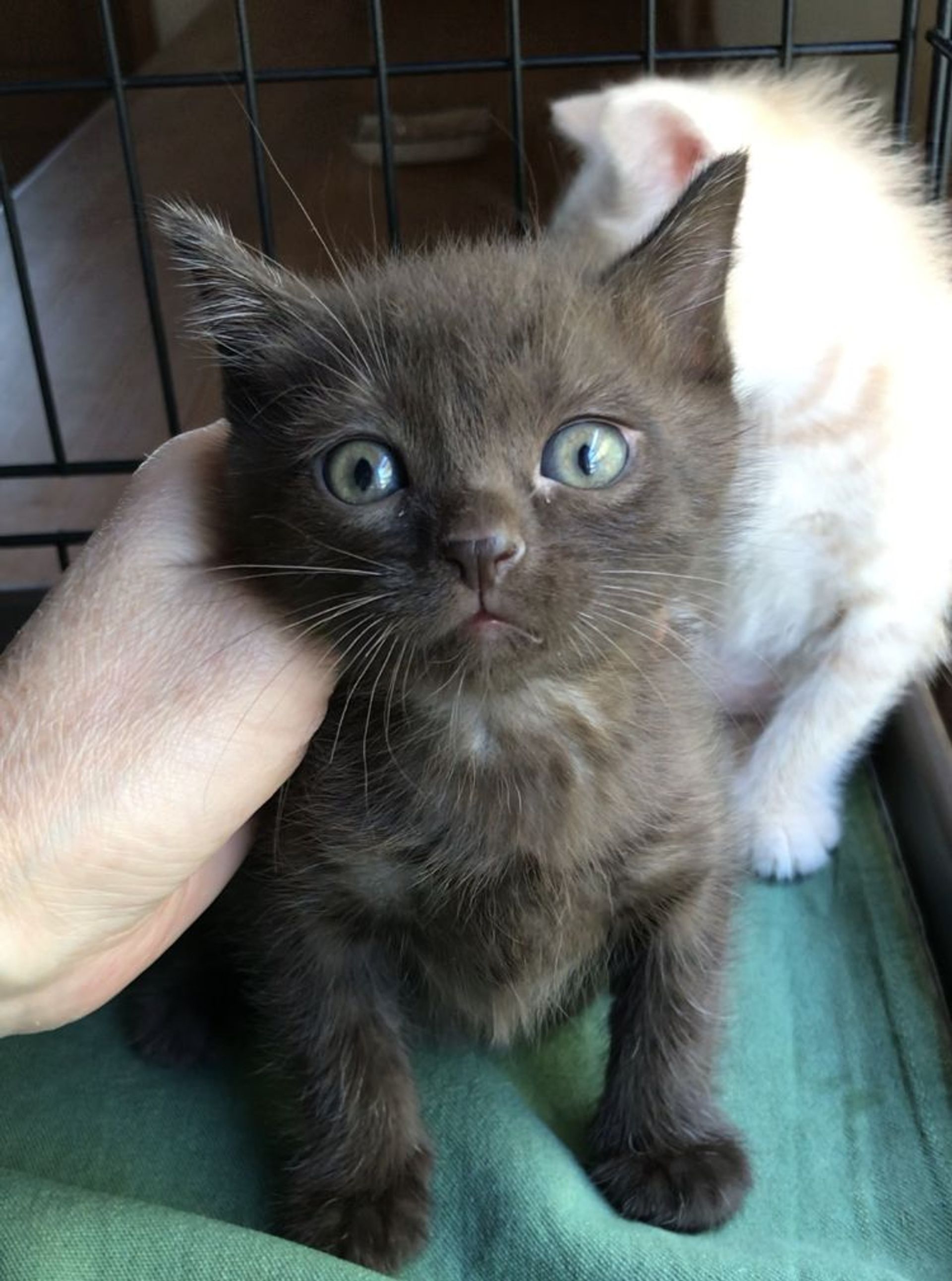 雑種（ミックス猫）・オスの里親募集の写真