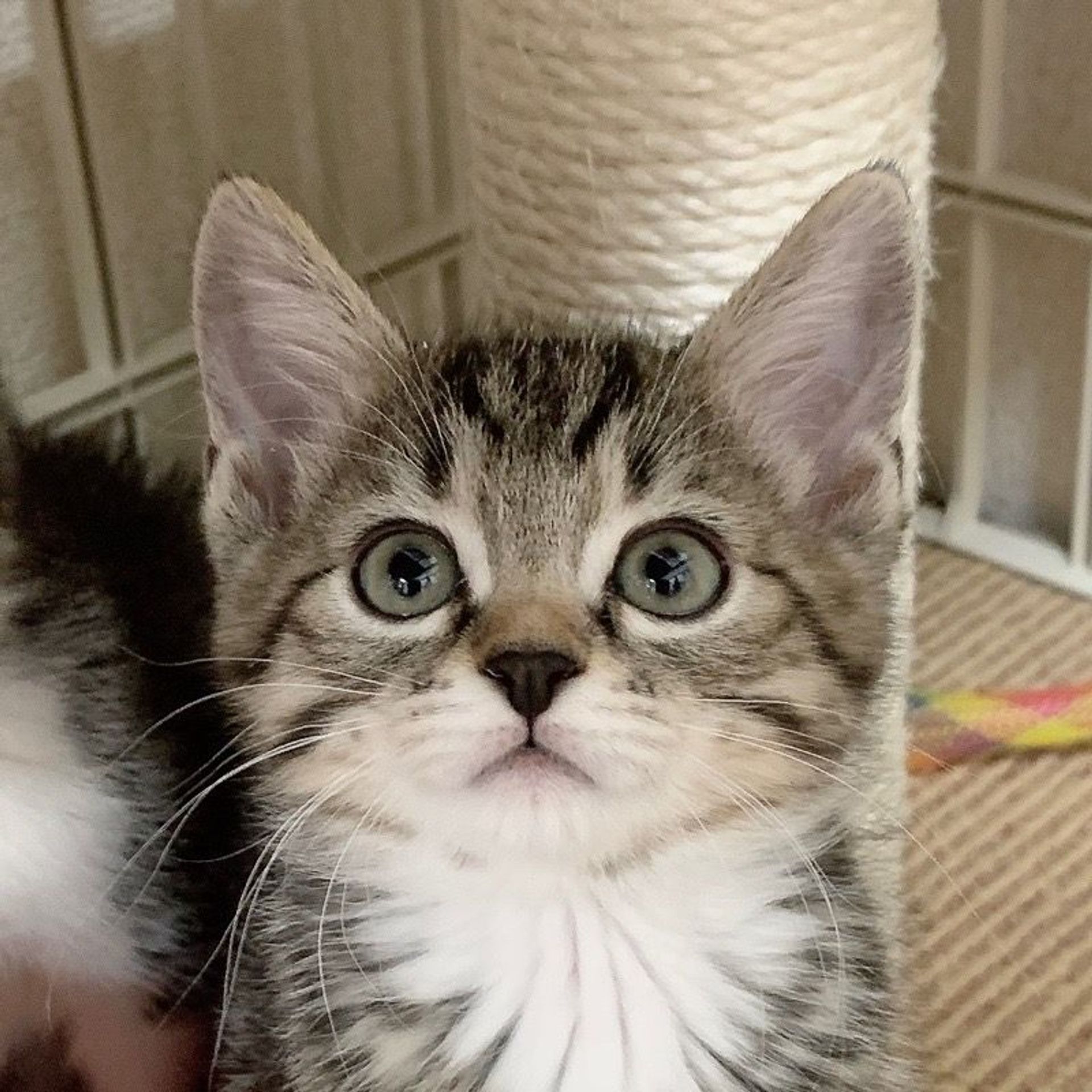 雑種（ミックス猫）・メスの里親募集の写真