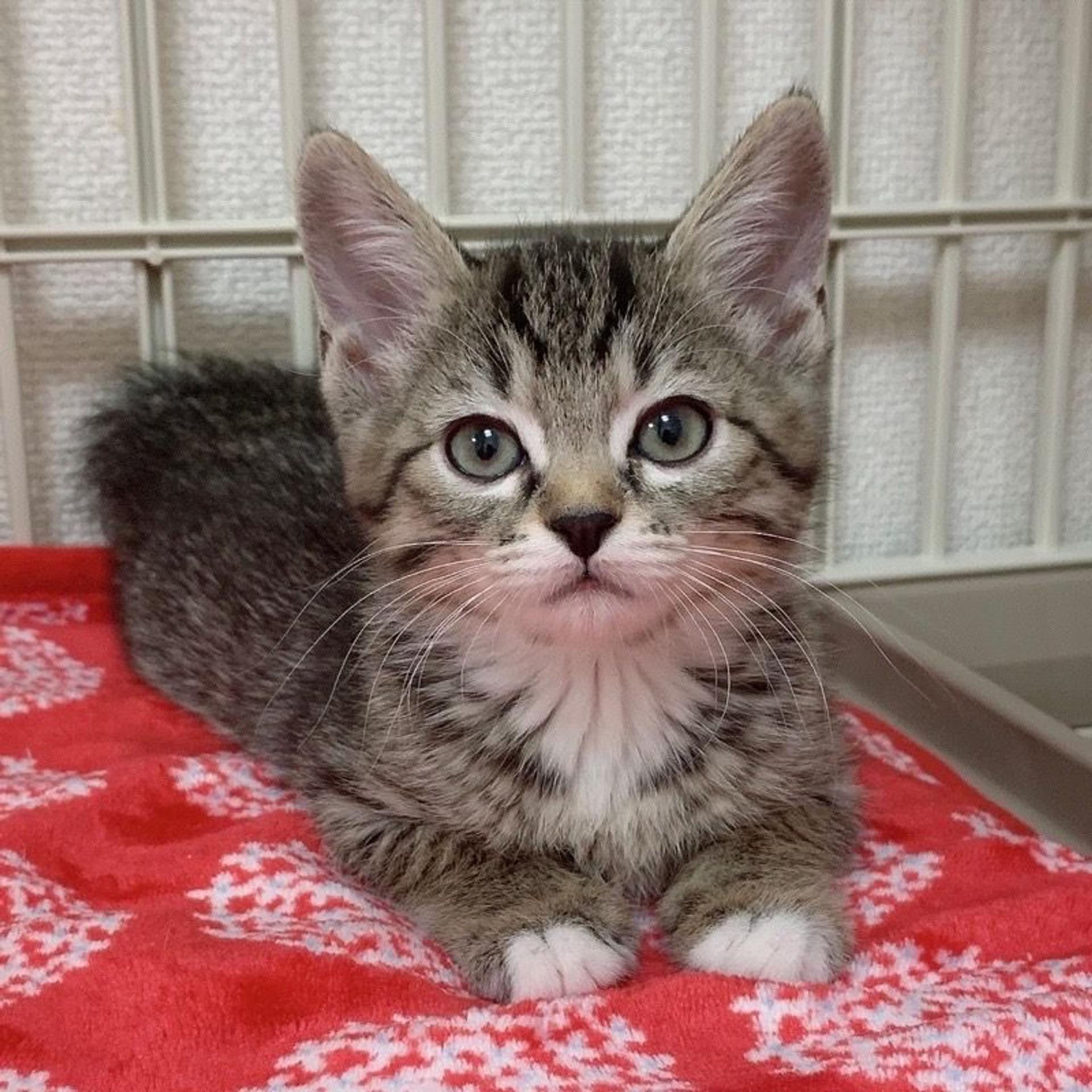pet-image-2