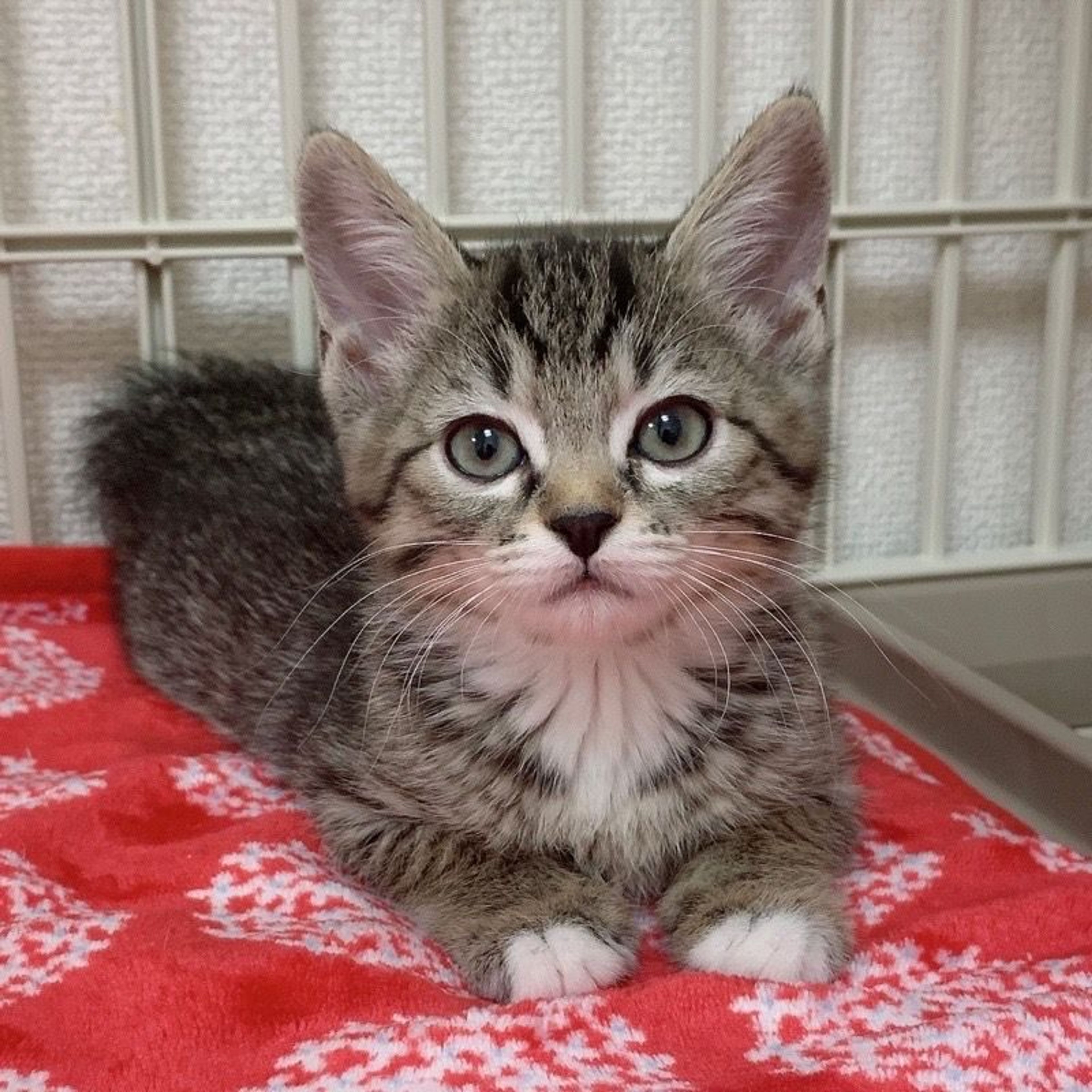 pet-image-2