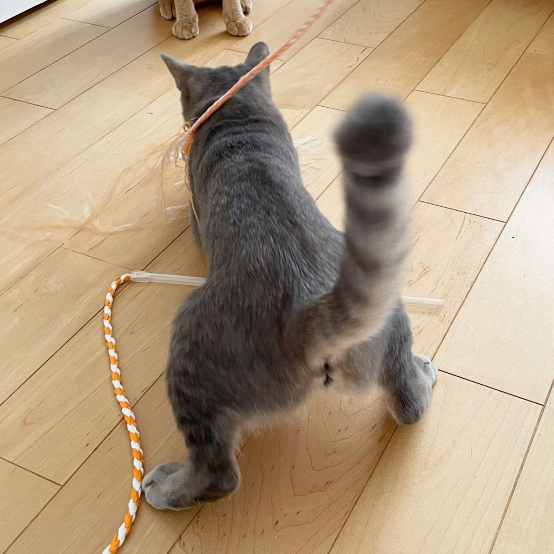 雑種（ミックス猫）・メスの里親募集の写真