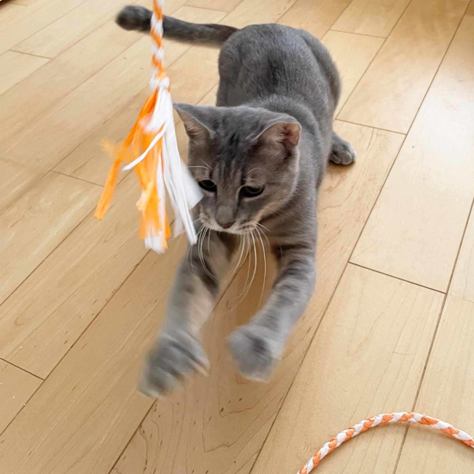 pet-image-2