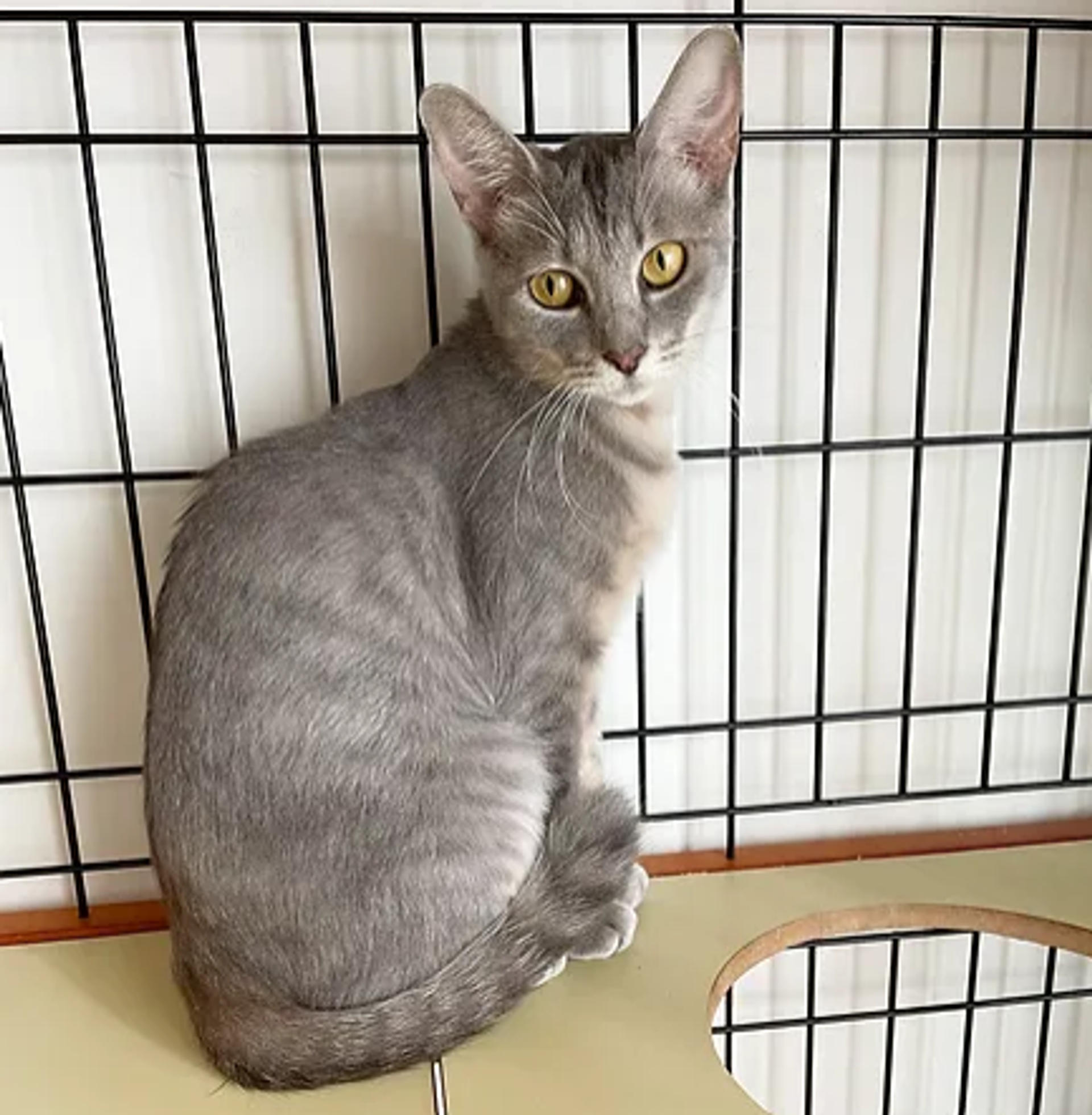 pet-image-5