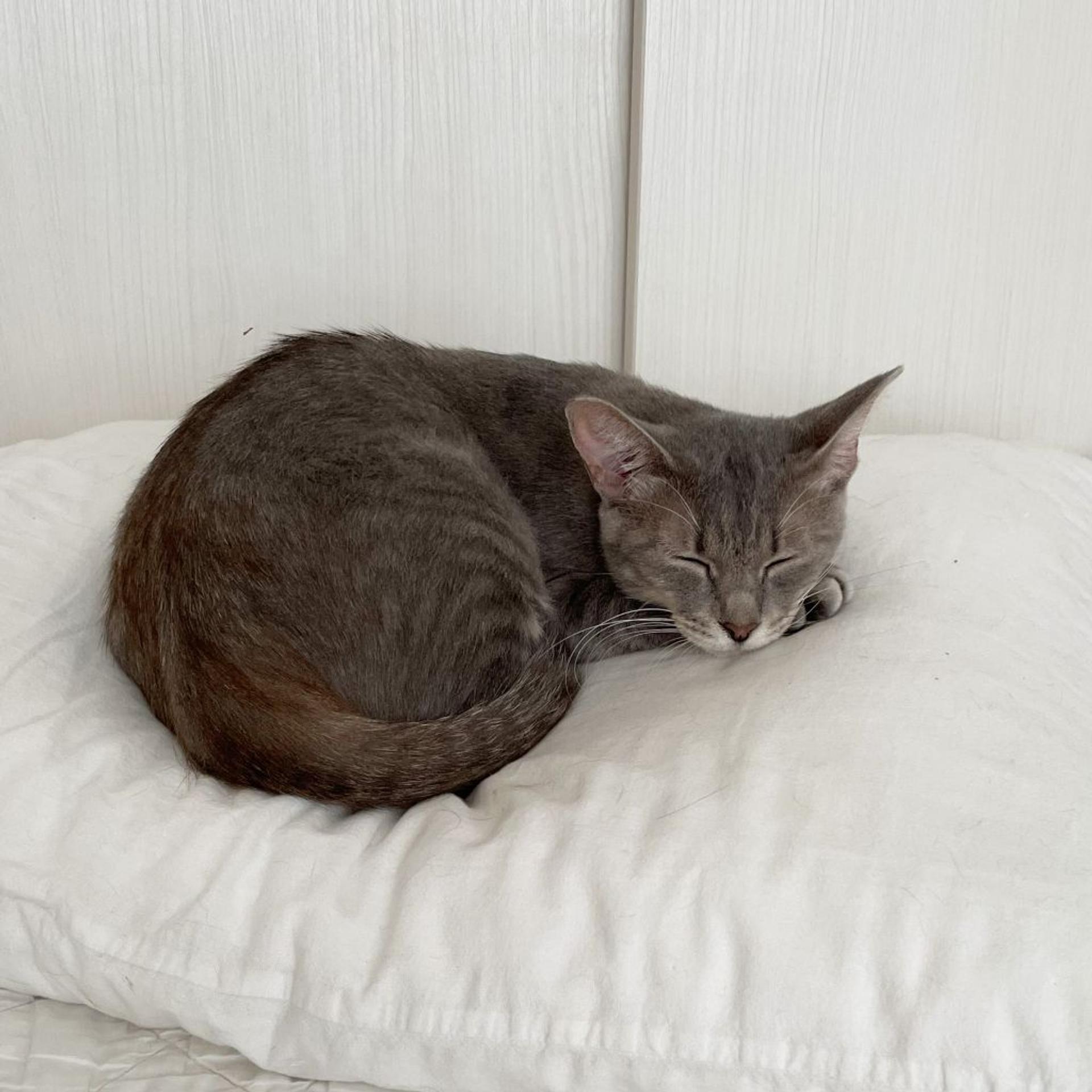 pet-image-7
