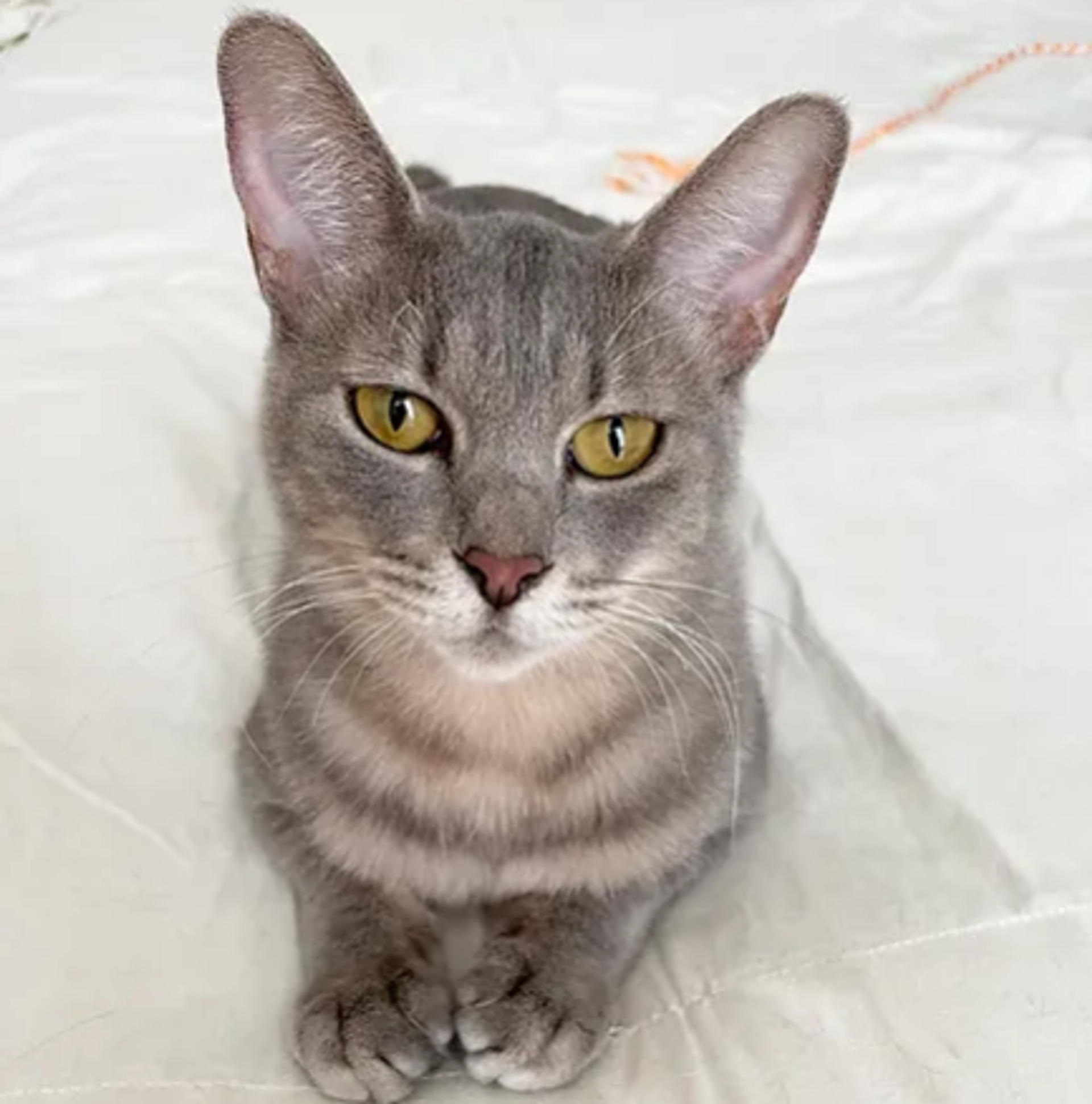 pet-image-8