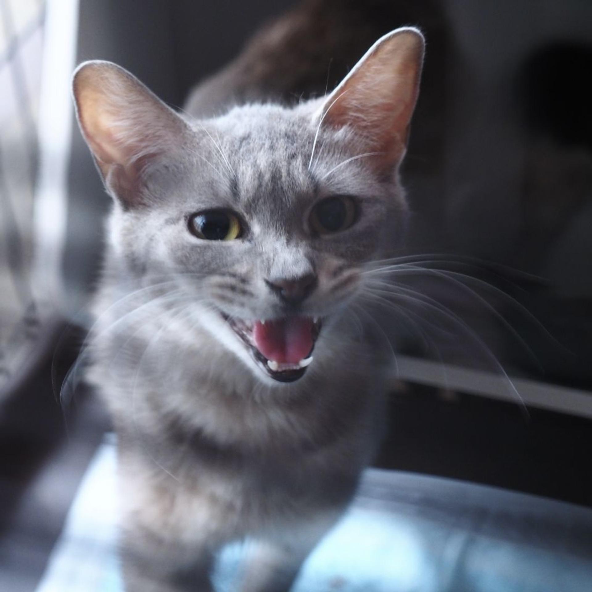 pet-image-9