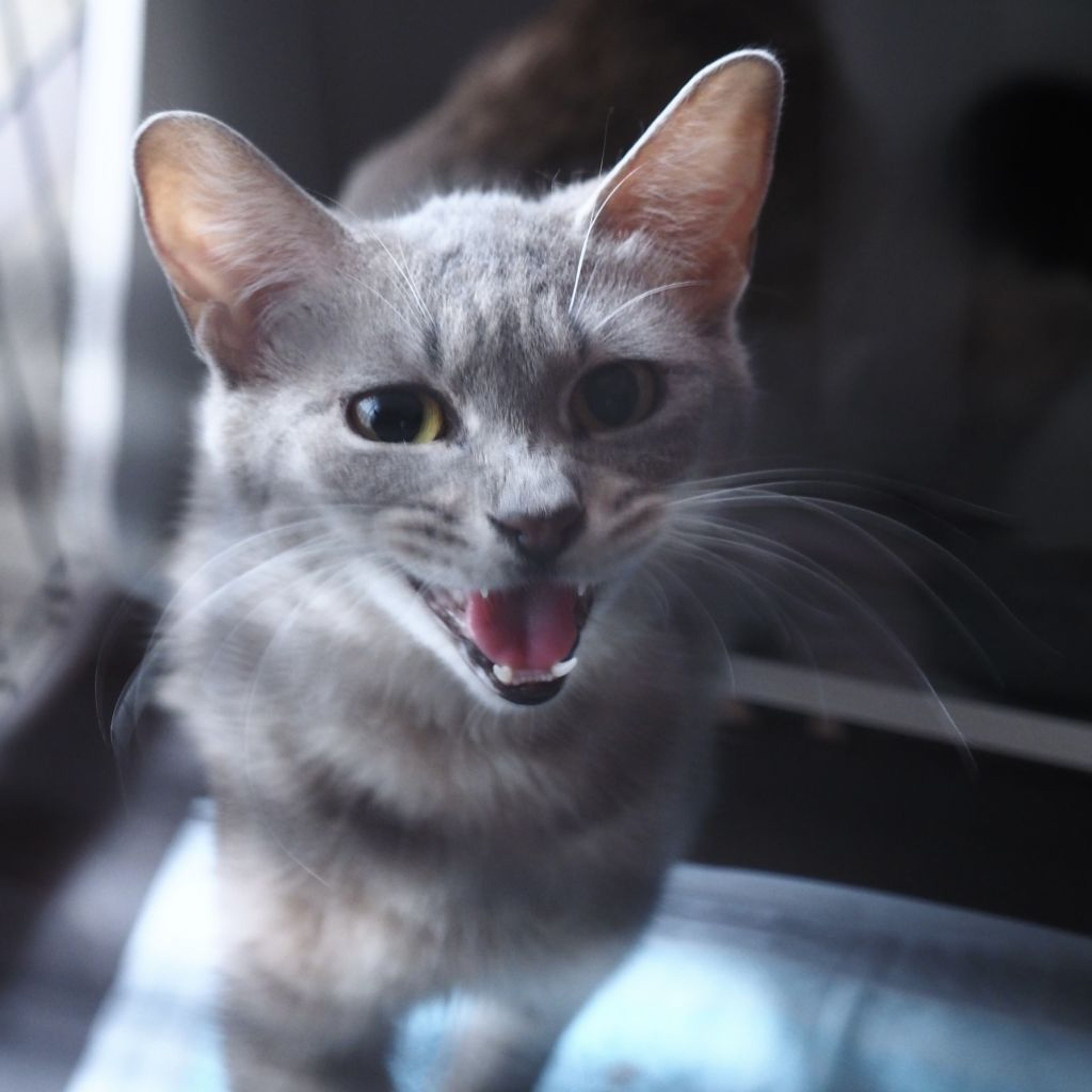 pet-image-9