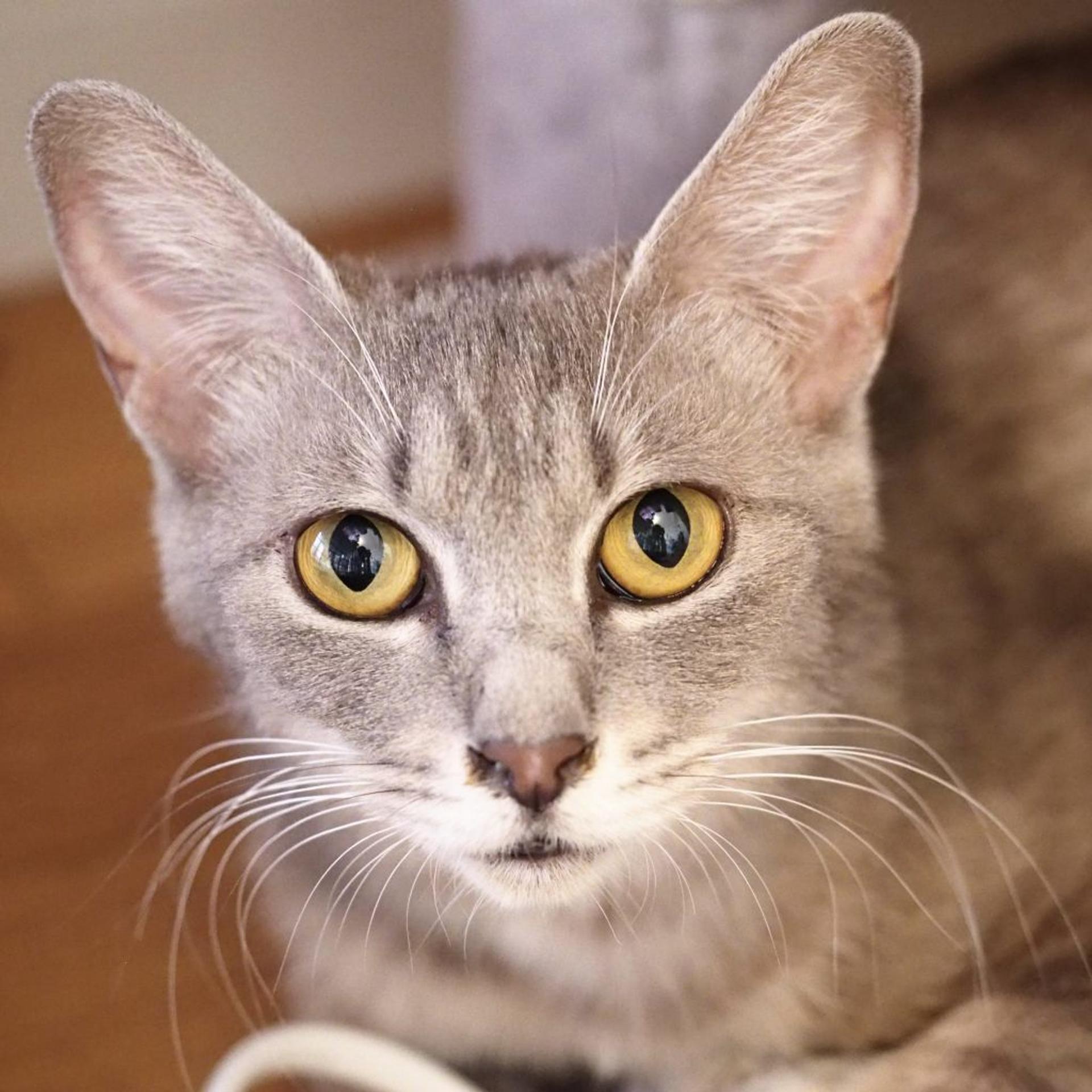 pet-image-10