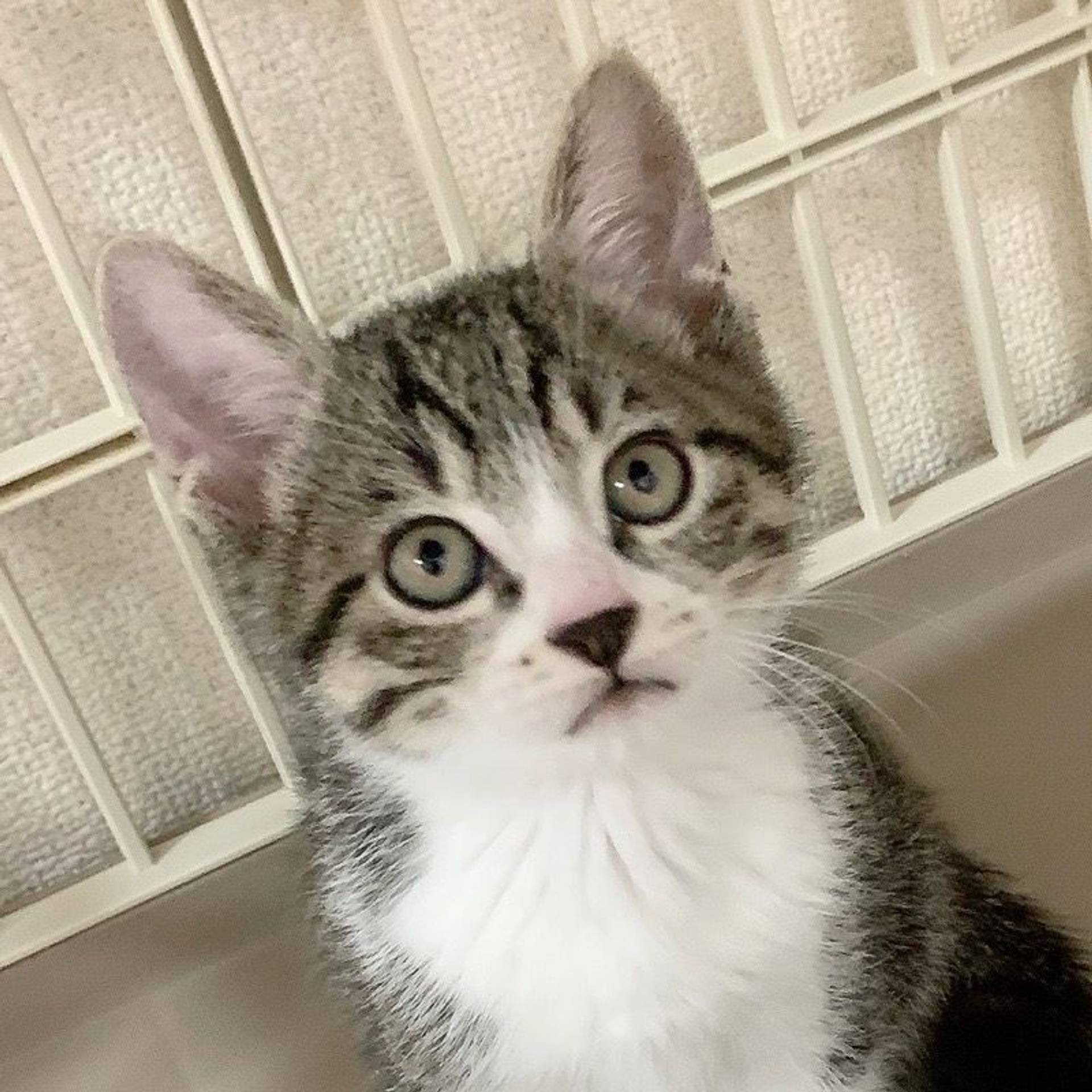 雑種（ミックス猫）・オスの里親募集の写真