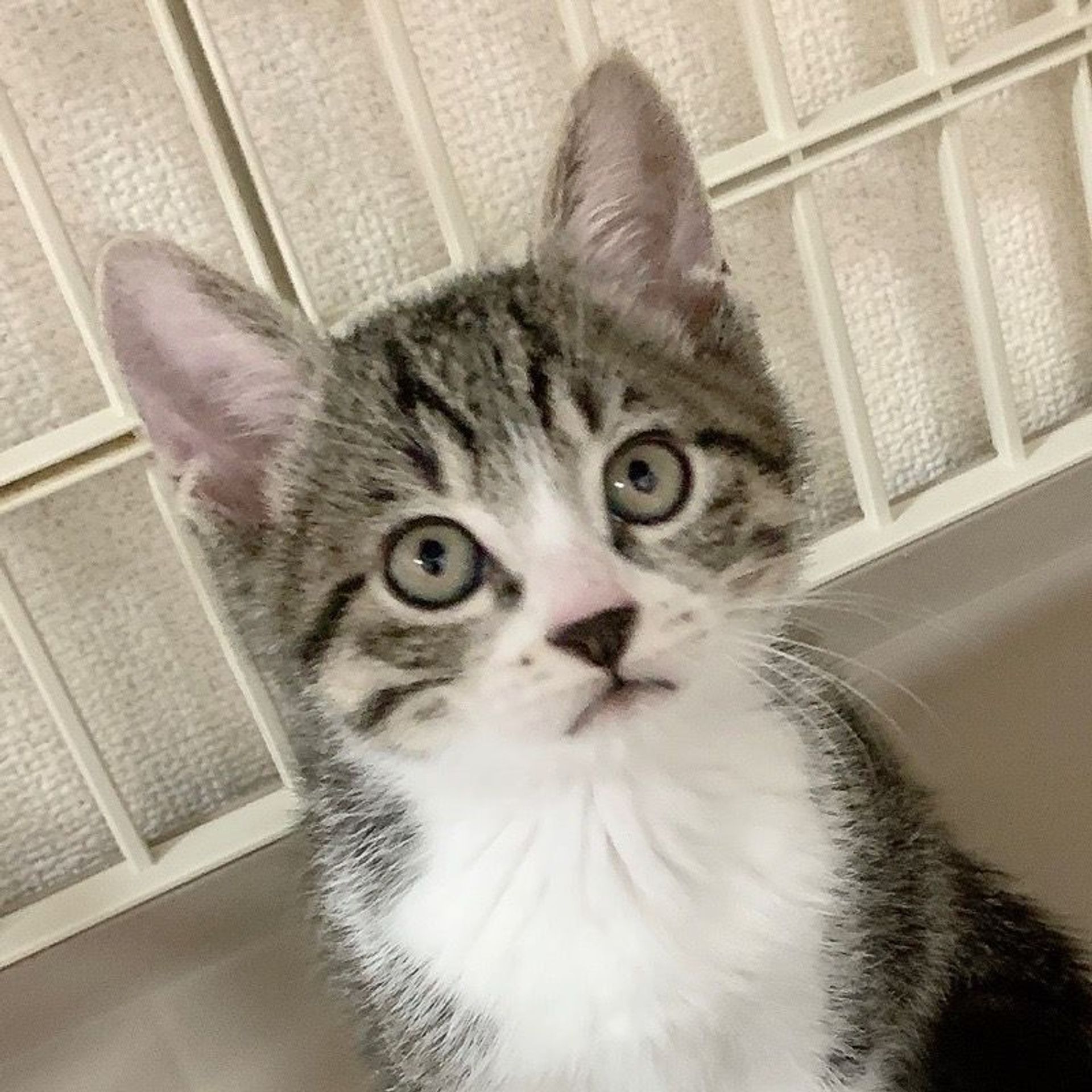 雑種（ミックス猫）・オスの里親募集の写真