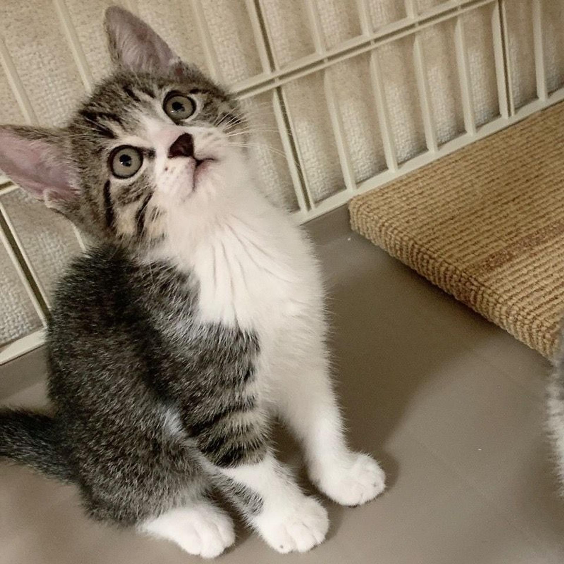 pet-image-3
