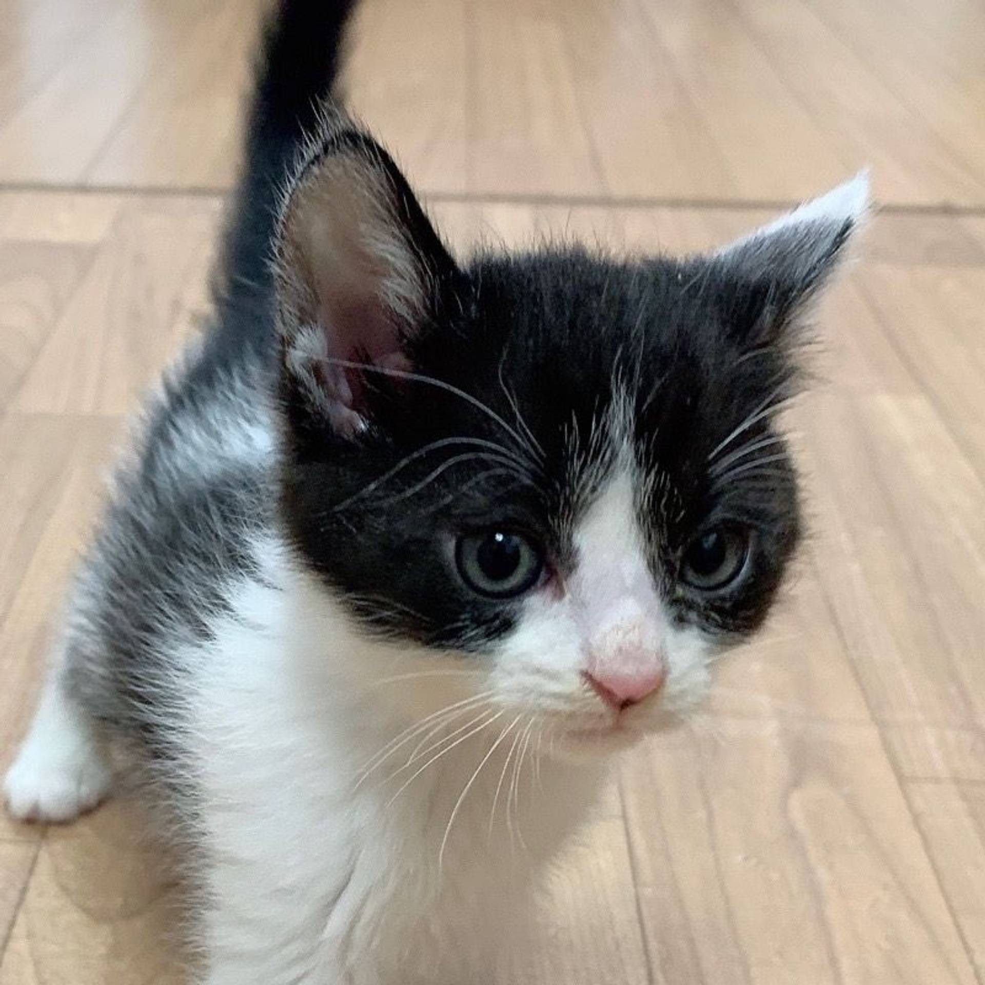 雑種（ミックス猫）・オスの里親募集の写真