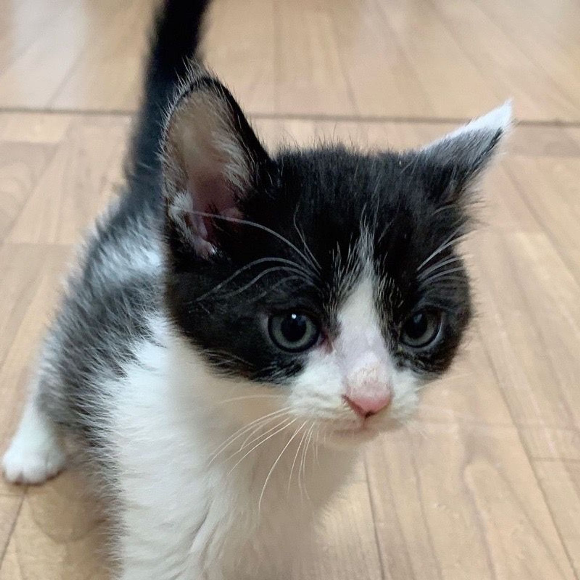 雑種（ミックス猫）・オスの里親募集の写真