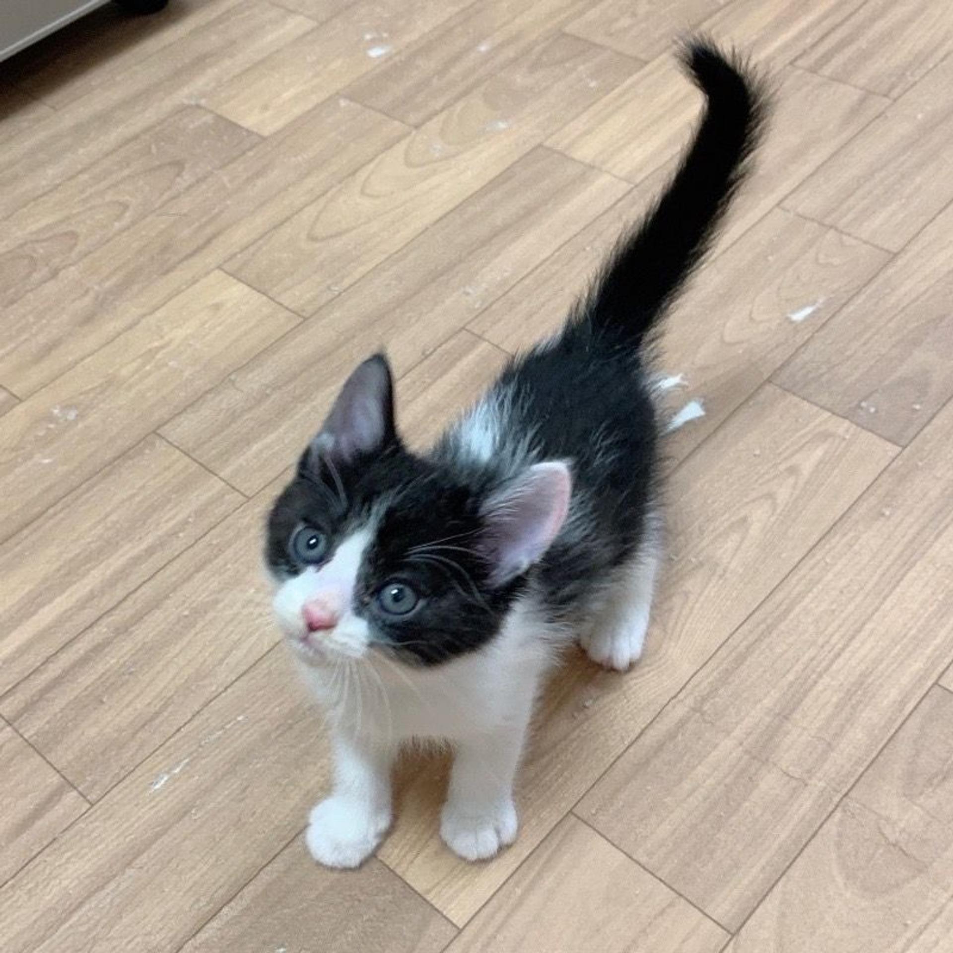 pet-image-2