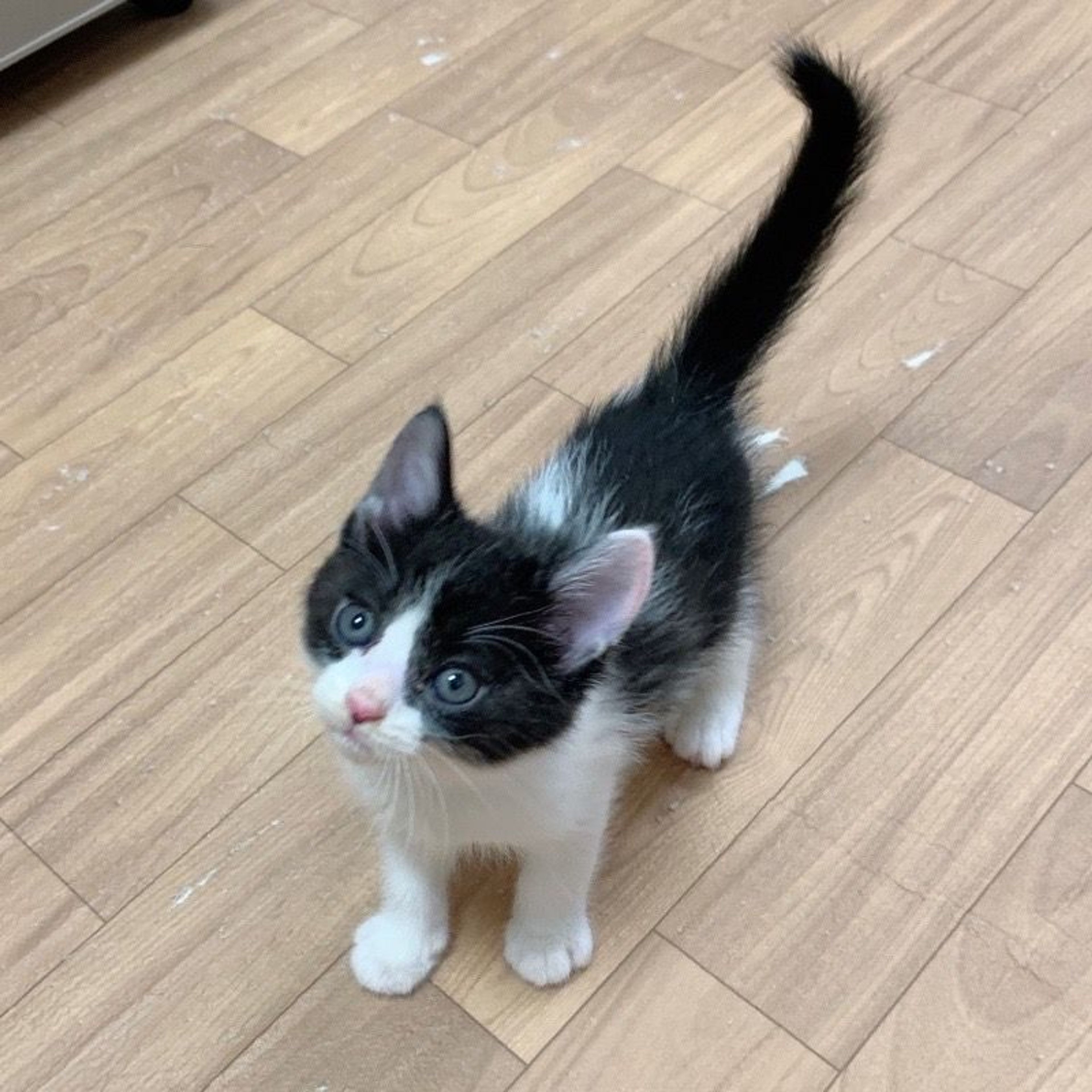 pet-image-2