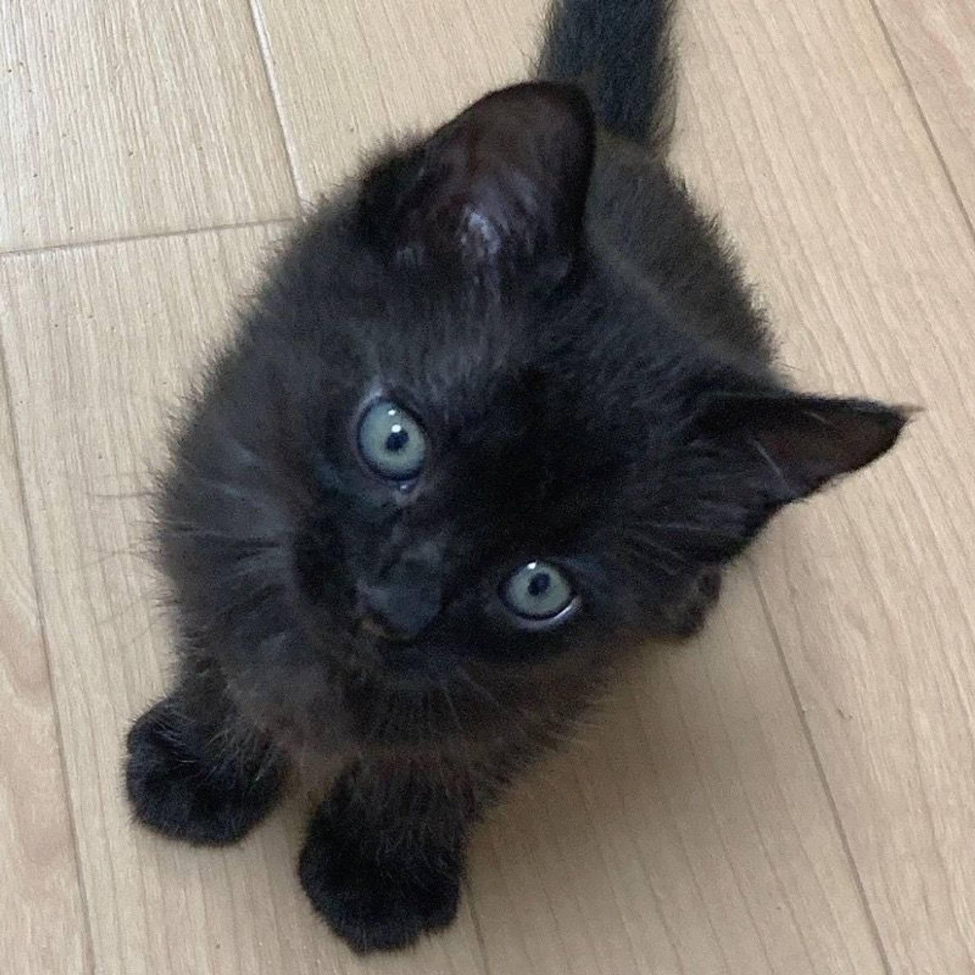 雑種（ミックス猫）・オスの里親募集の写真