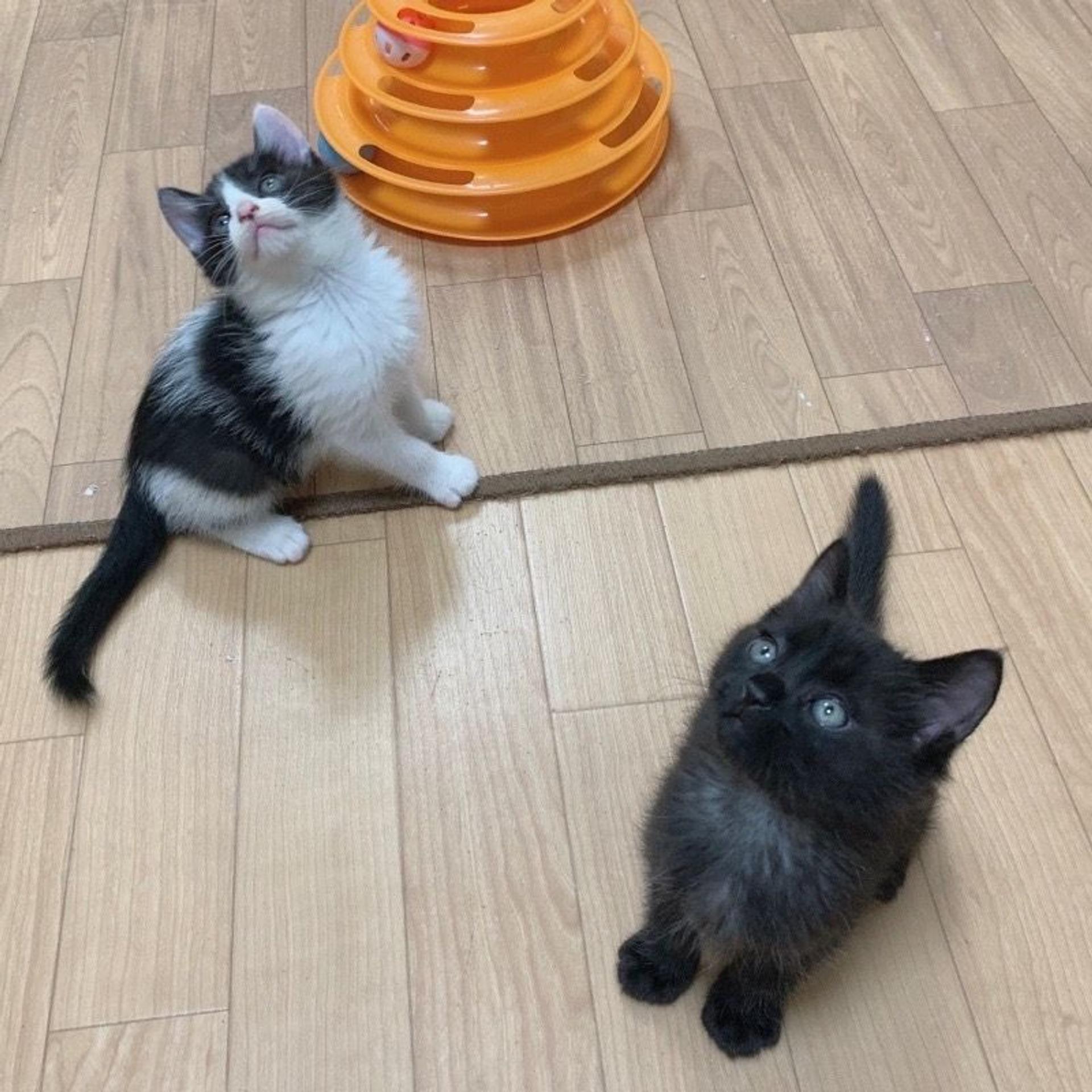 pet-image-8