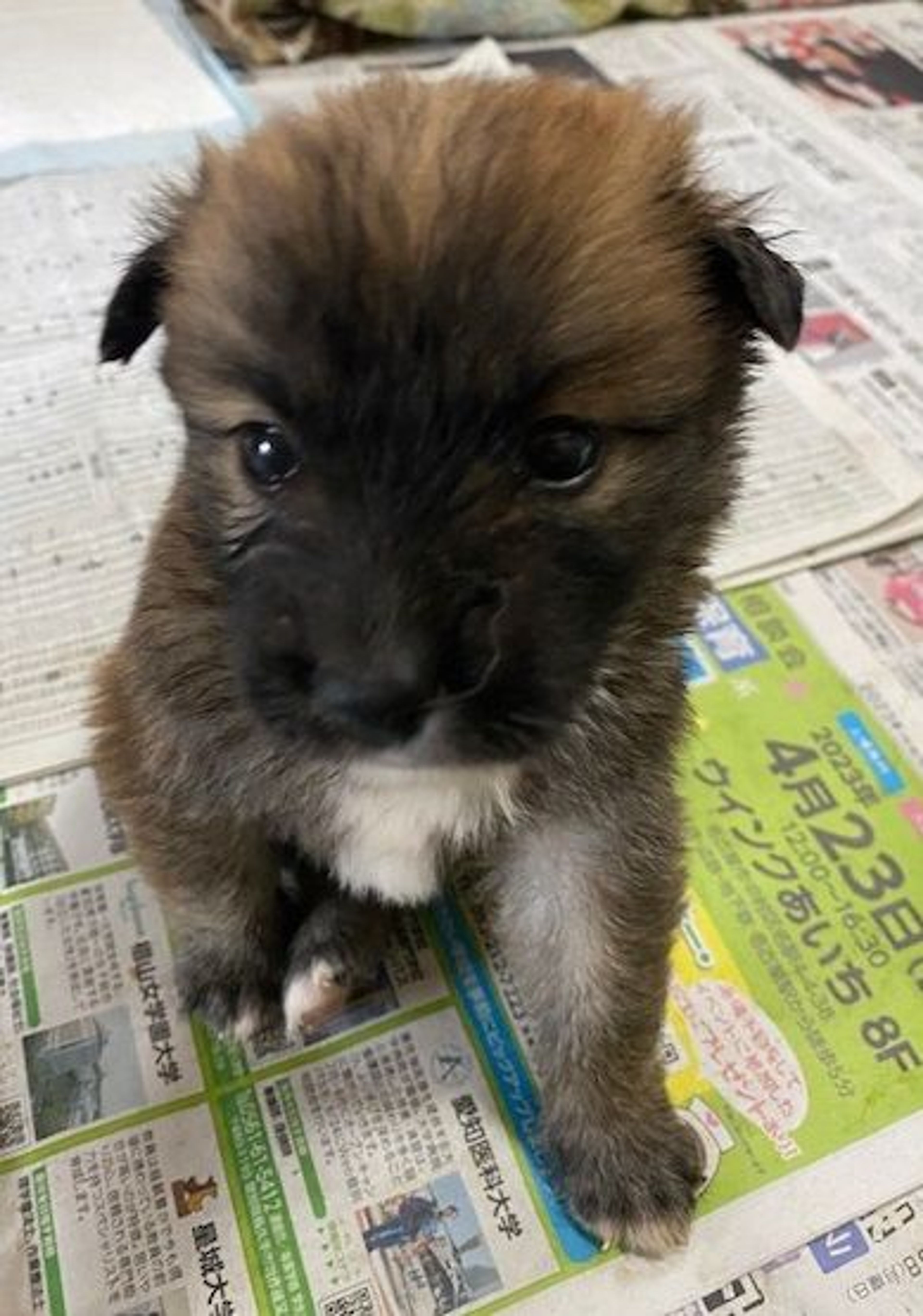 pet-image-2