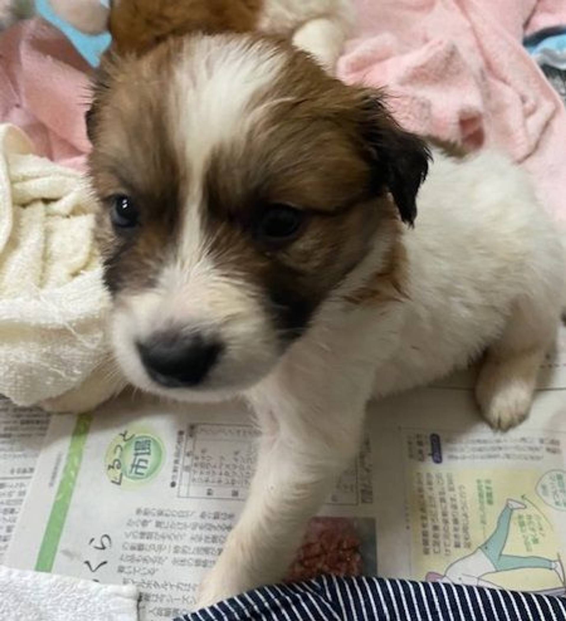 雑種（ミックス犬）・メスの里親募集の写真
