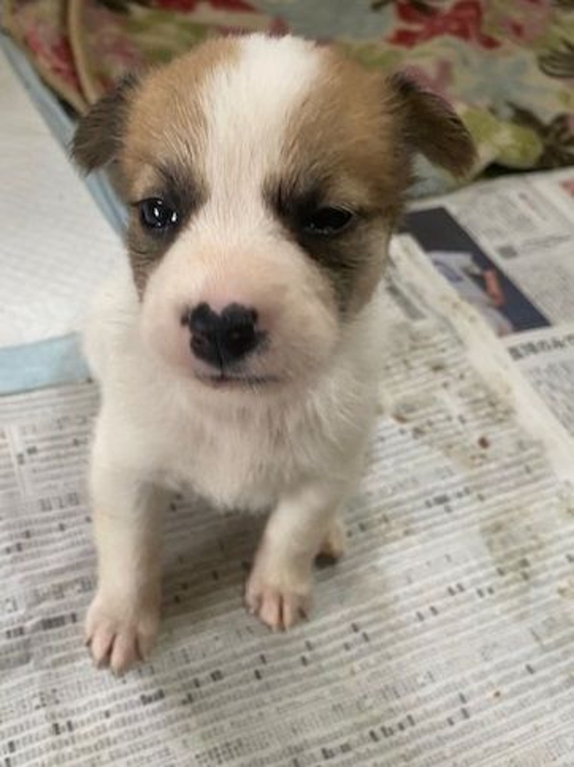 雑種（ミックス犬）・メスの里親募集の写真