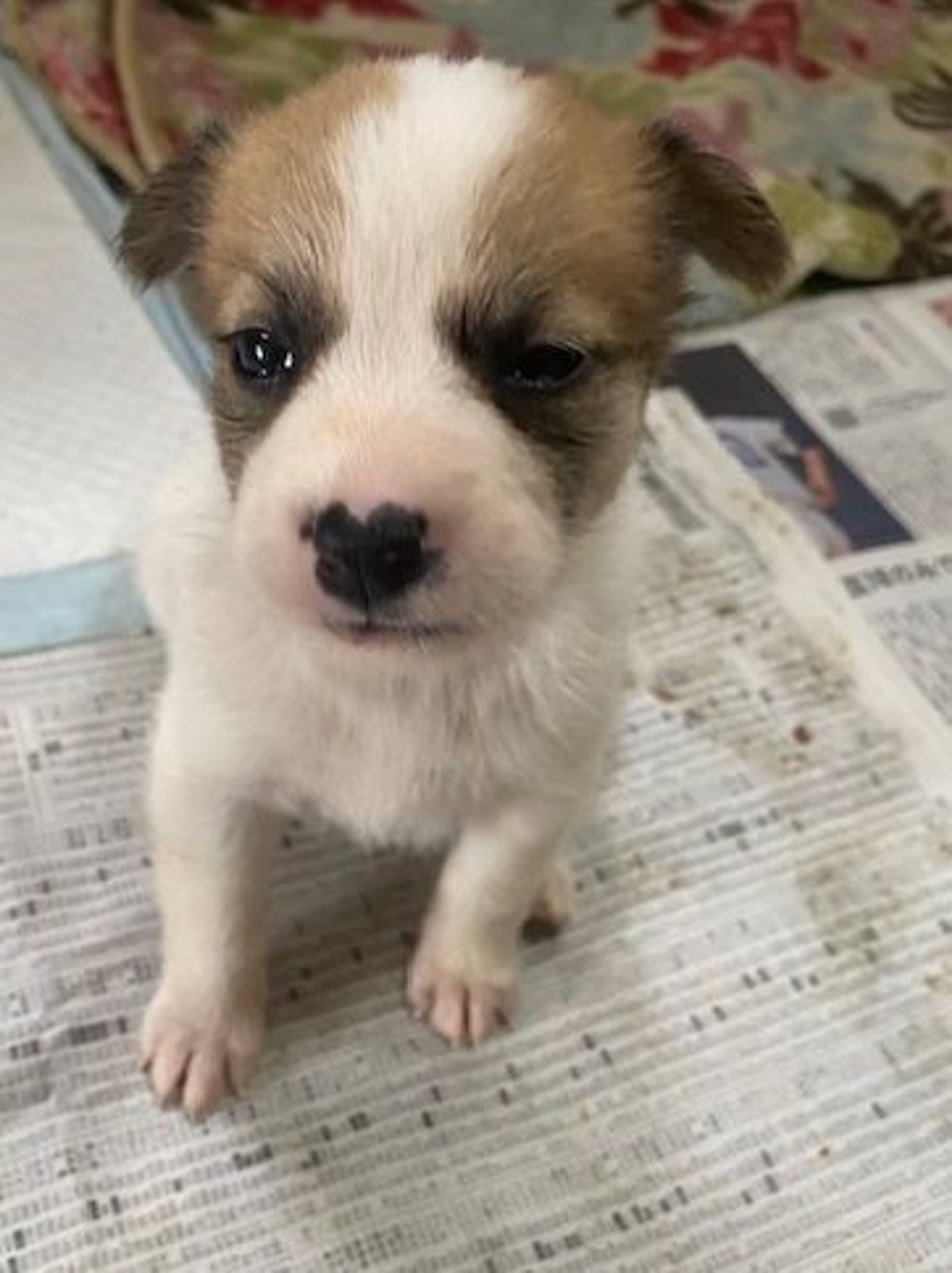 雑種（ミックス犬）・メスの里親募集の写真
