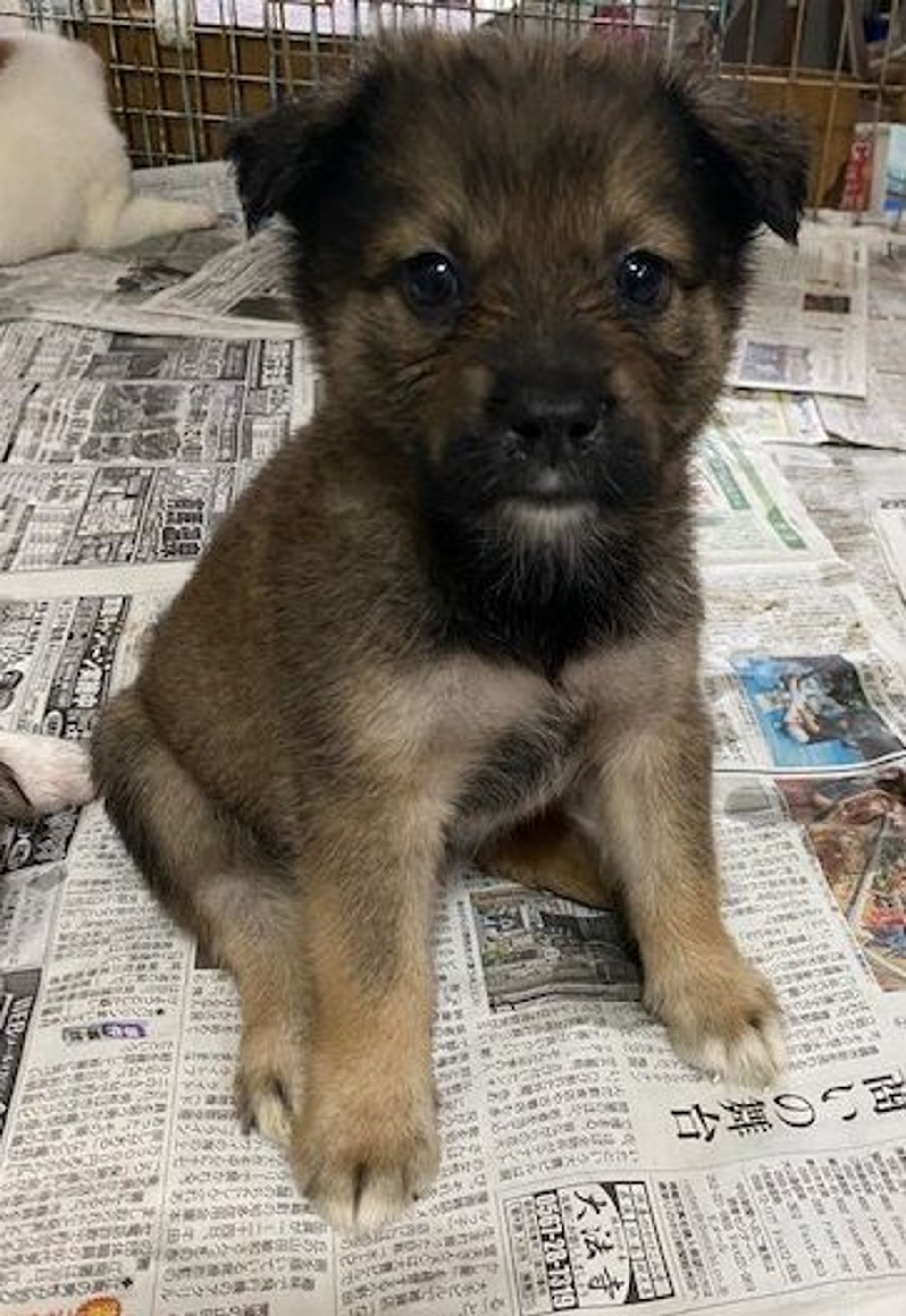 雑種（ミックス犬）・メスの里親募集の写真